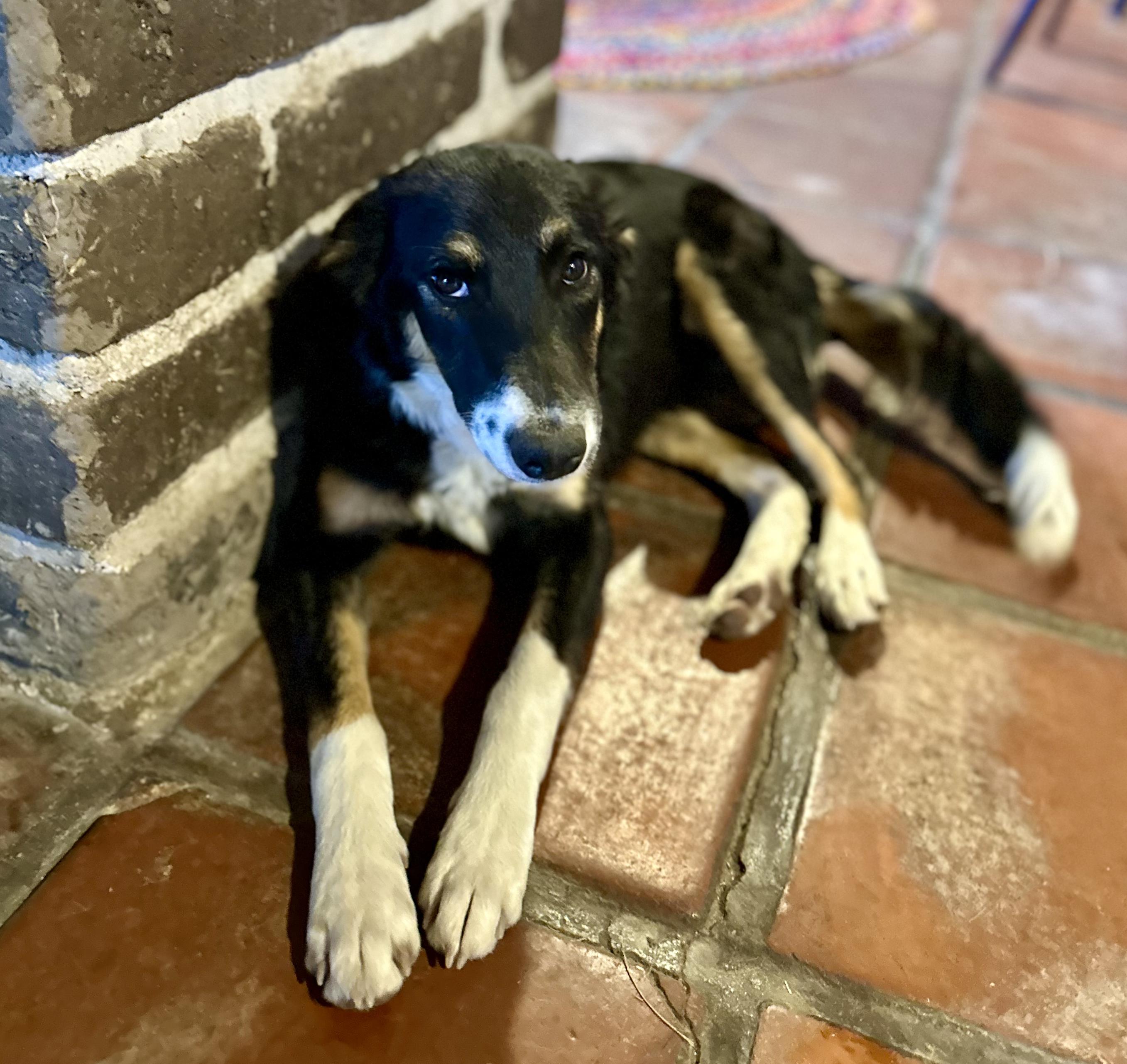 Buster, a Adopted mixed breed in Encino, CA image 4/6