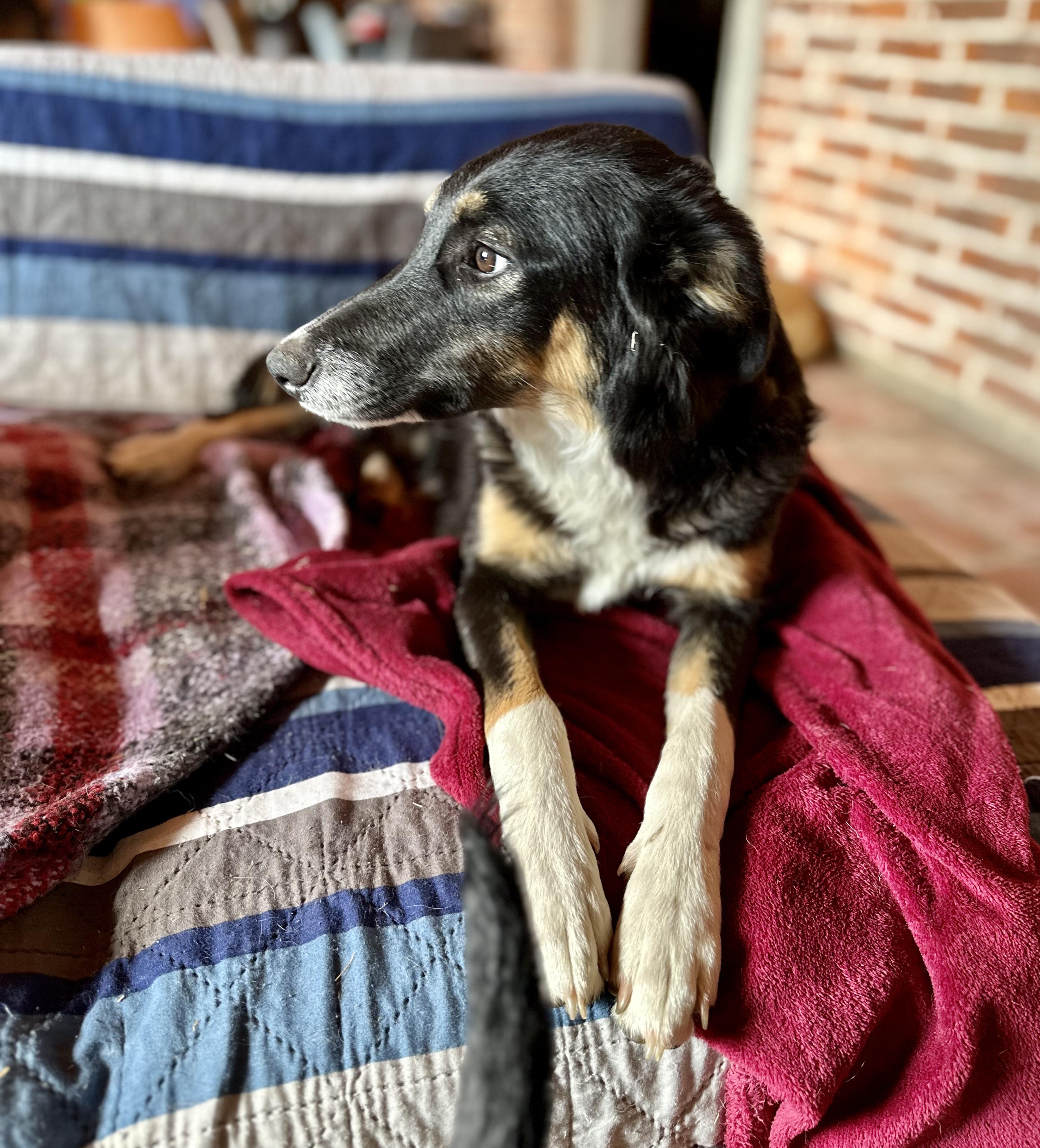 Buster, a Adopted mixed breed in Encino, CA image 1/6