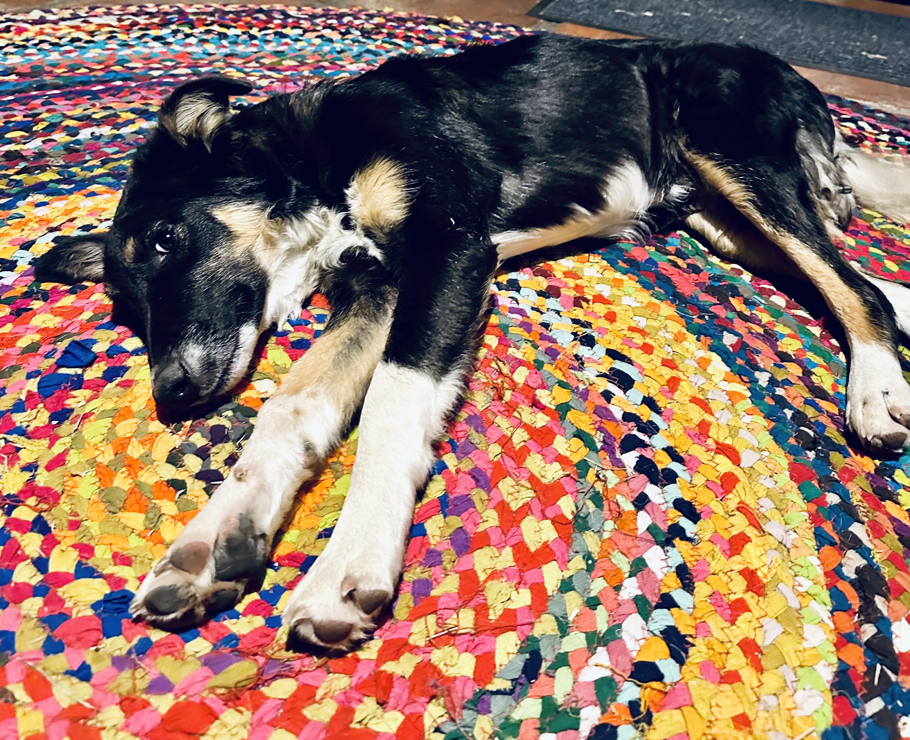 Buster, a Adopted mixed breed in Encino, CA image 6/6