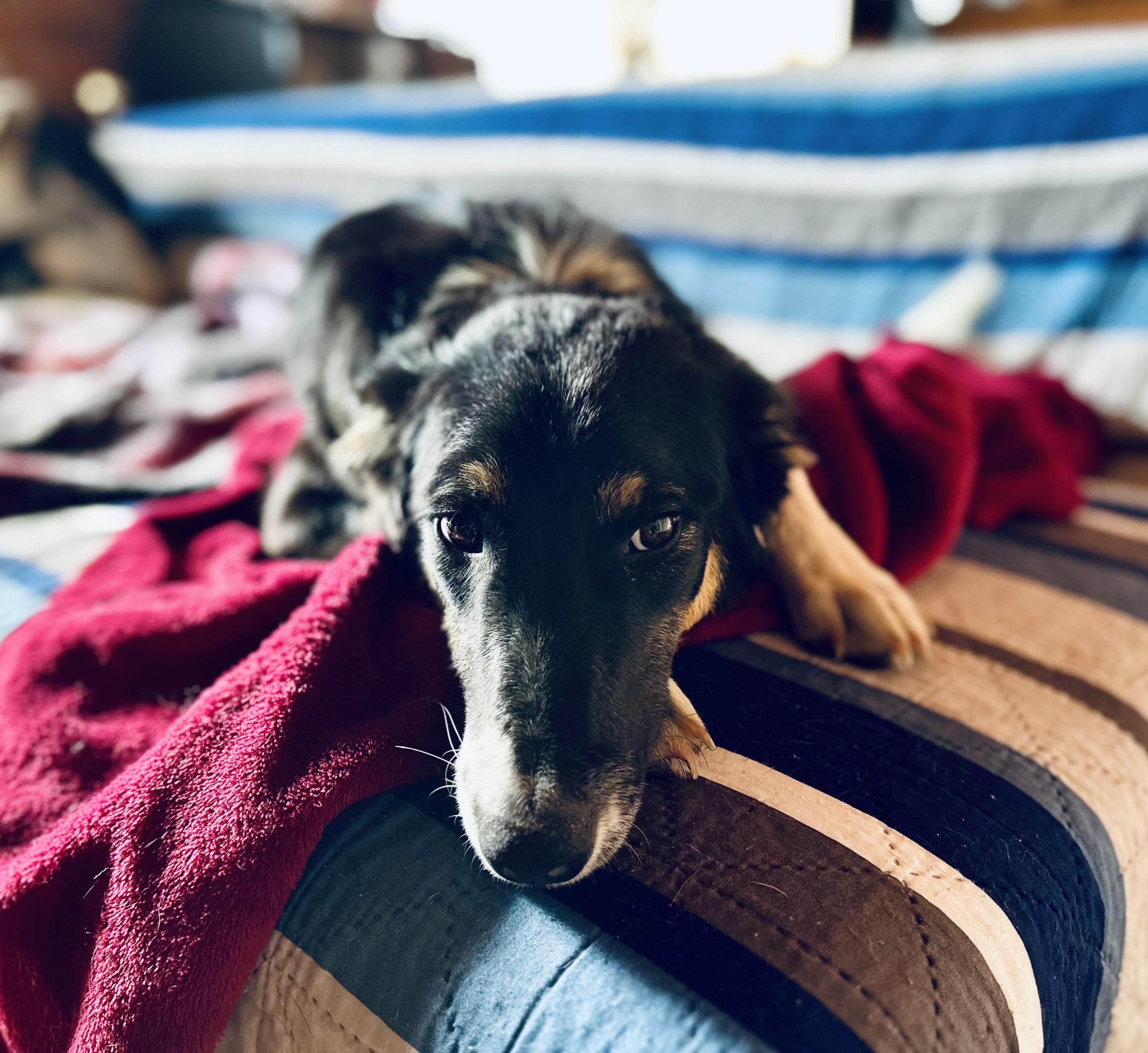 Buster, a Adopted mixed breed in Encino, CA image 2/6