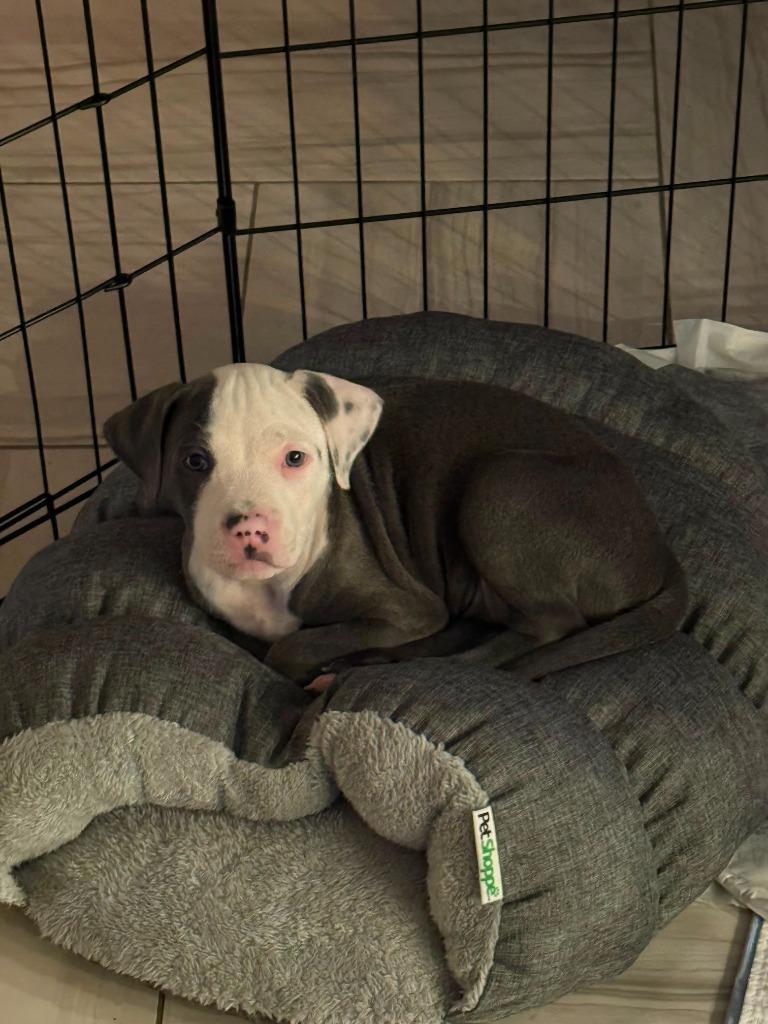 Tiffany Valentine, Adoptable, Puppy Female Pit Bull Terrier & American Bully.