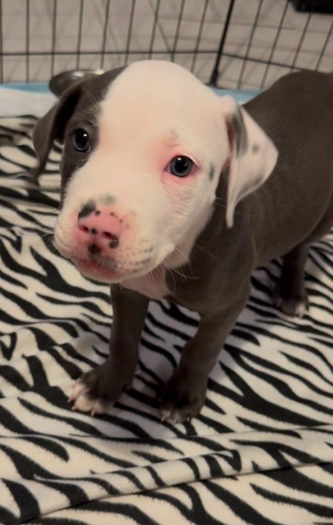 Enlarge Tiffany Valentine, a Adoptable mixed breed in Phoenix, AZ image 2/2