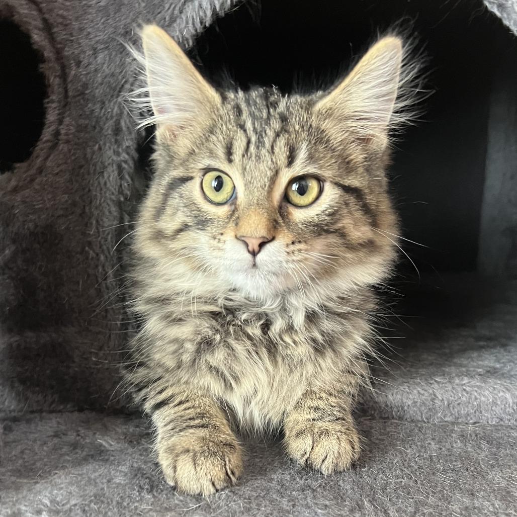 Chai, Adoptable, Kitten Male Domestic Short Hair.