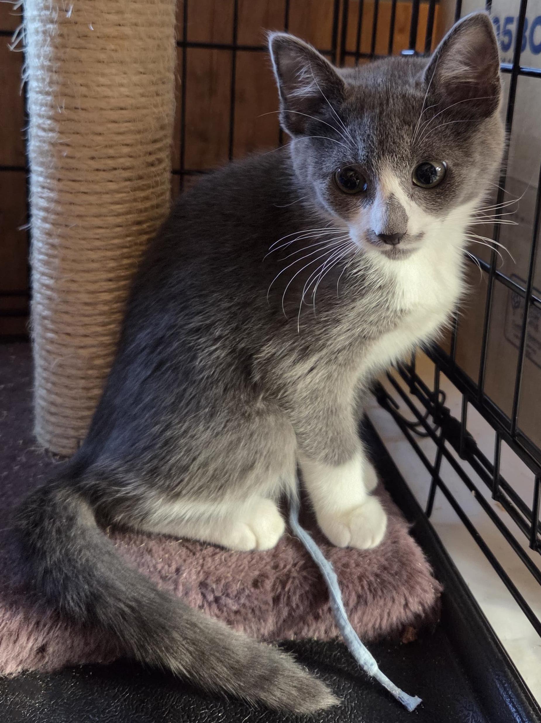 Enlarge Callee, a ADOPTABLE Tuxedo in Tigard, OR image 1/4
