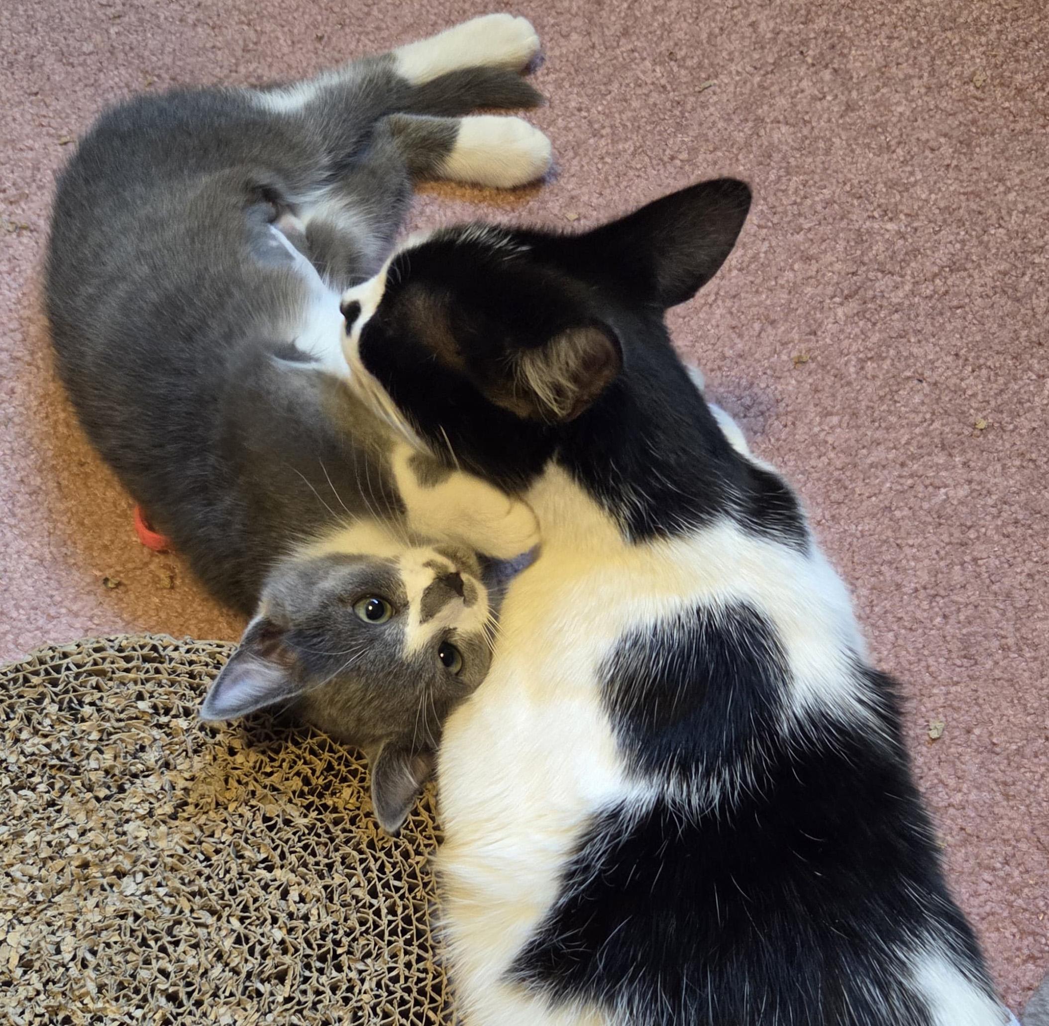 Enlarge Callee, a ADOPTABLE Tuxedo in Tigard, OR image 4/4