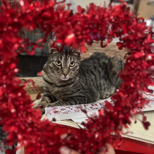 Jay, a Adoptable Domestic Short Hair in Middle Village, NY image 1/2