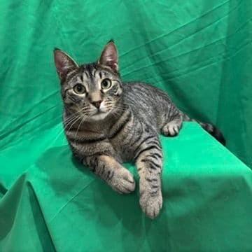 Jay, a Adoptable Domestic Short Hair in Middle Village, NY image 2/2