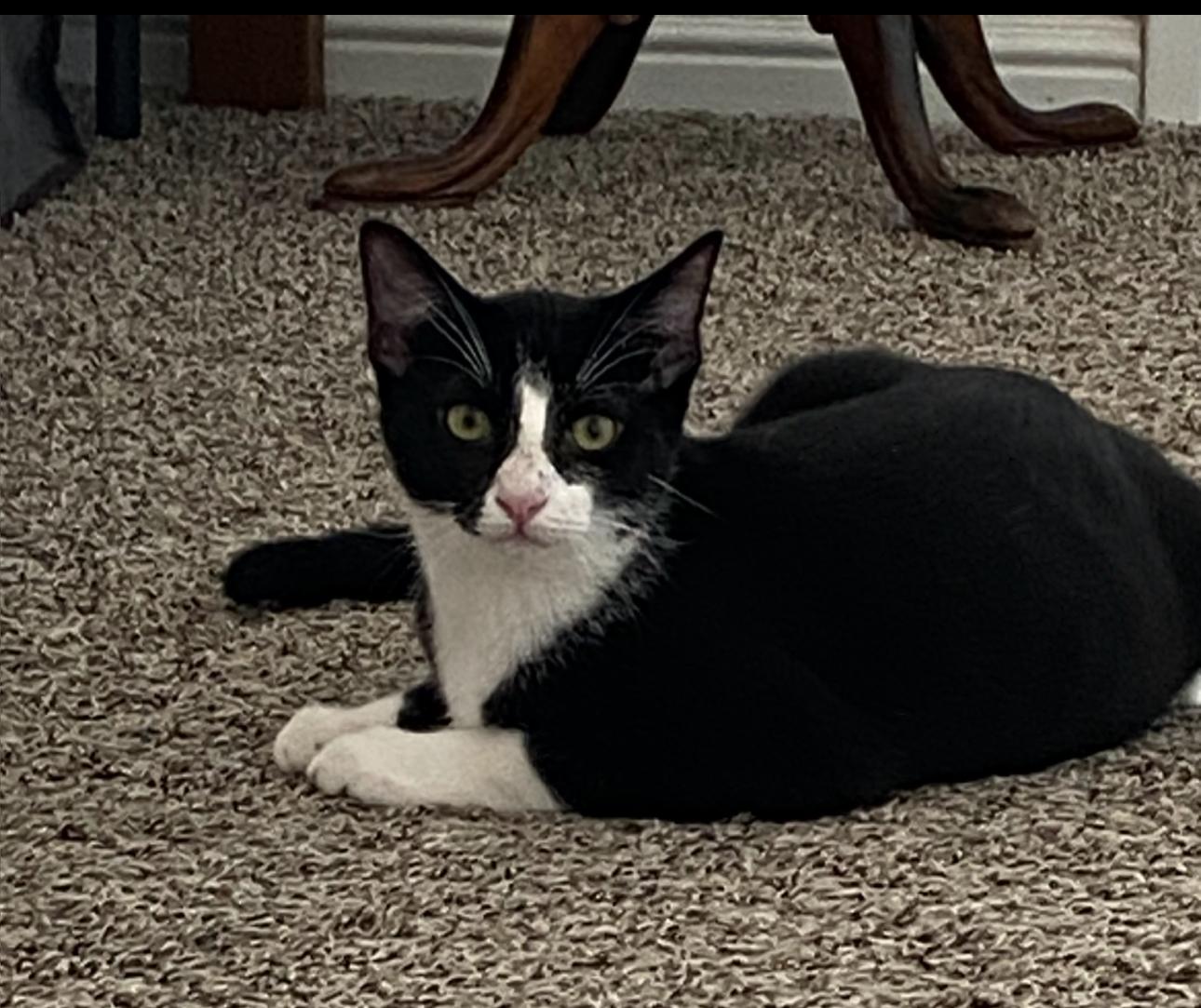 Smokey and Bandit, a Adoptable Domestic Short Hair in Crowley, TX image 2/2