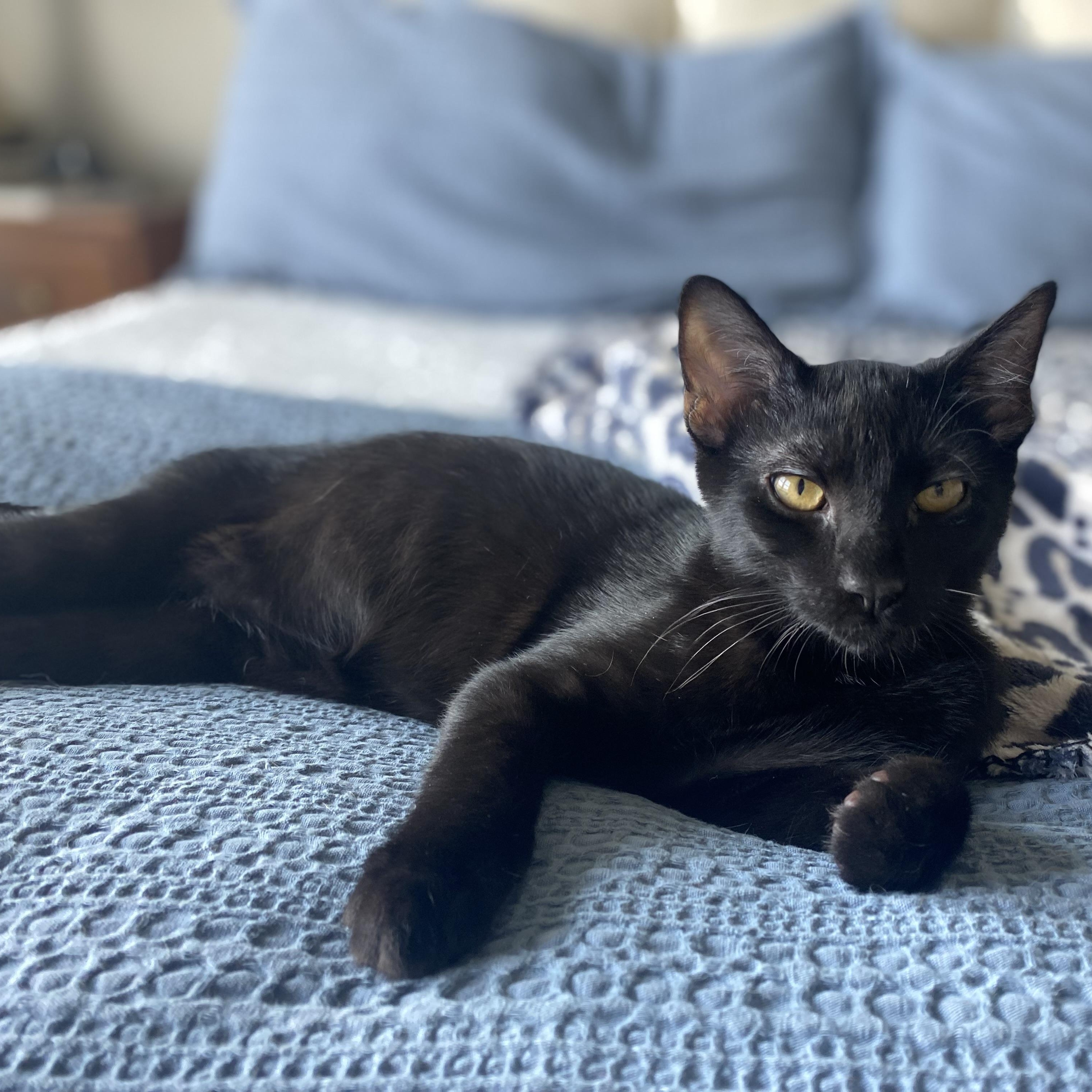 Smokey and Bandit, Adoptable, Kitten Male Domestic Short Hair.