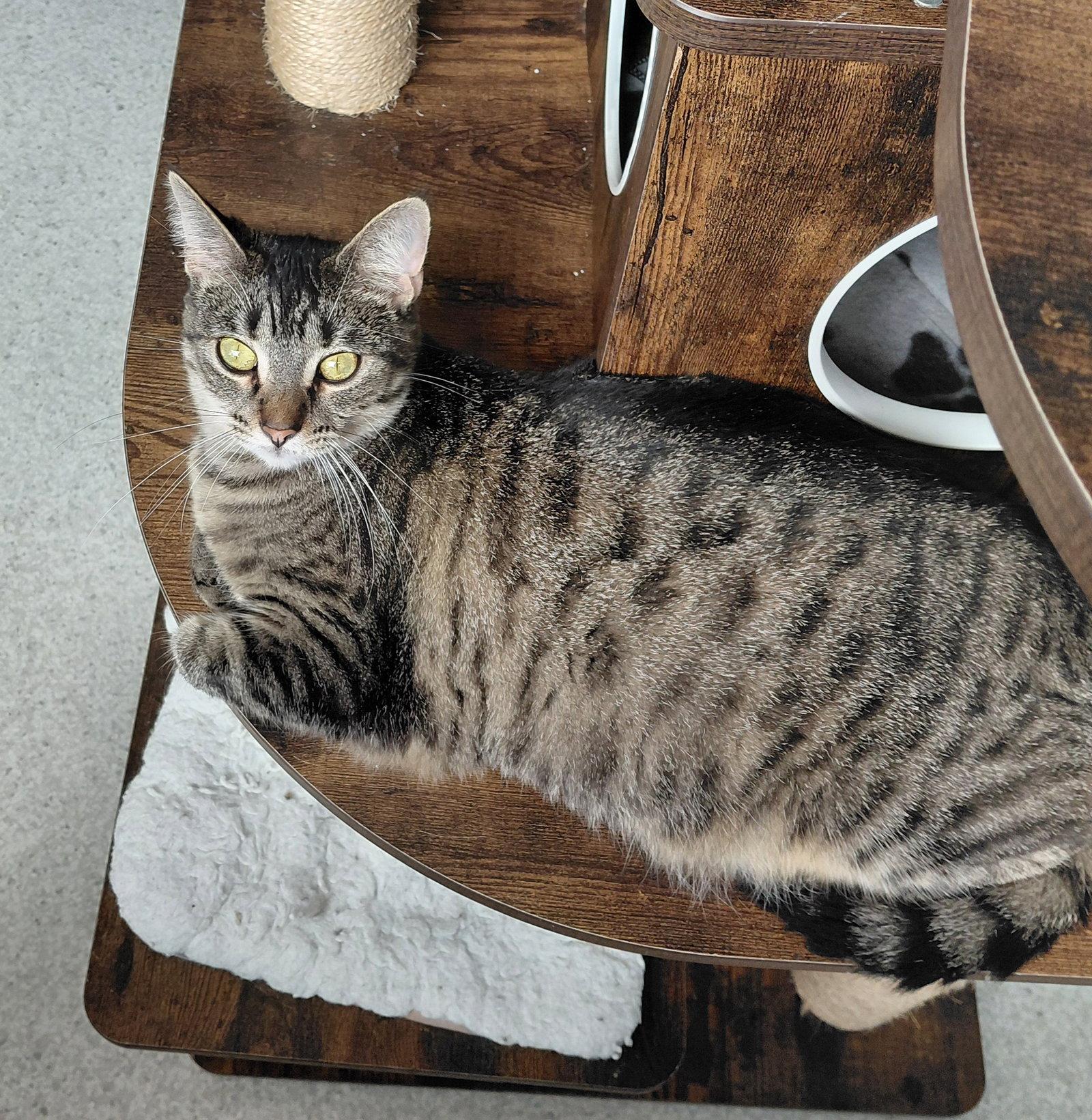 Fynlee @ The Cat's Brew, Adoptable, Adult Female Domestic Short Hair & Tabby.