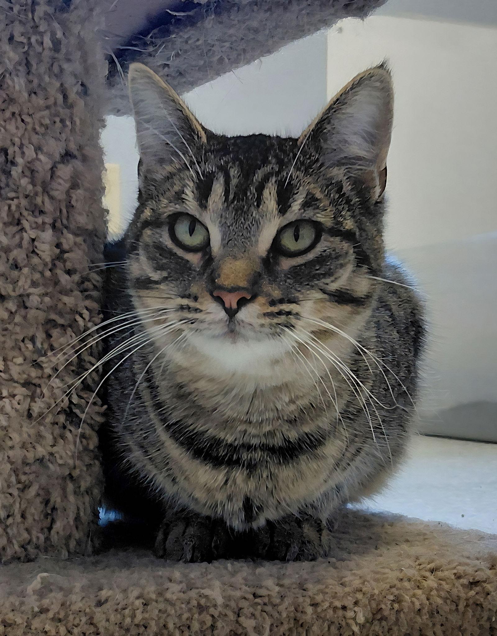 Enlarge Fynlee, a Adoptable mixed breed in Montello, WI image 1/3