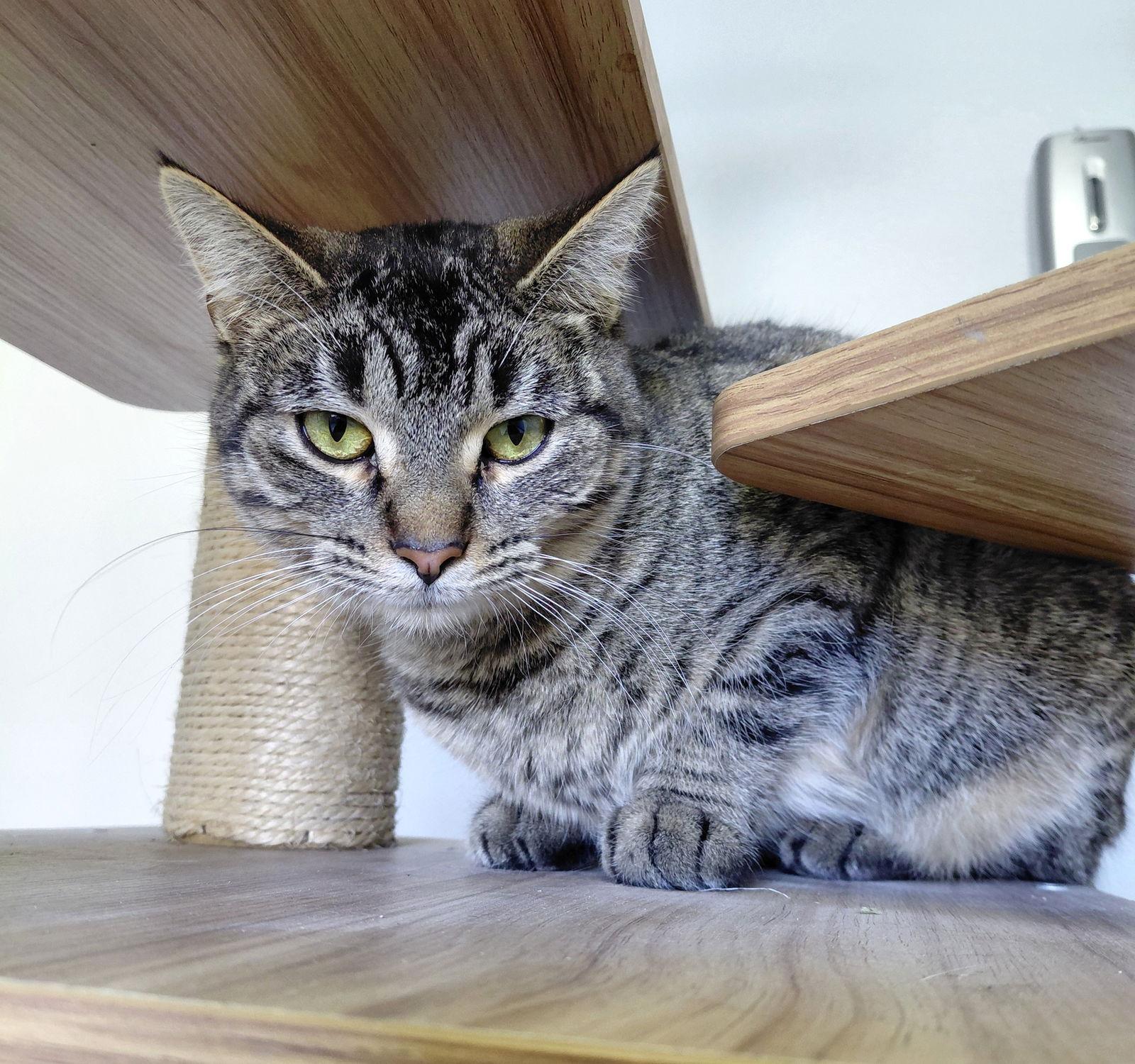 Fynlee, Adoptable, Adult Female Domestic Short Hair & Tabby.