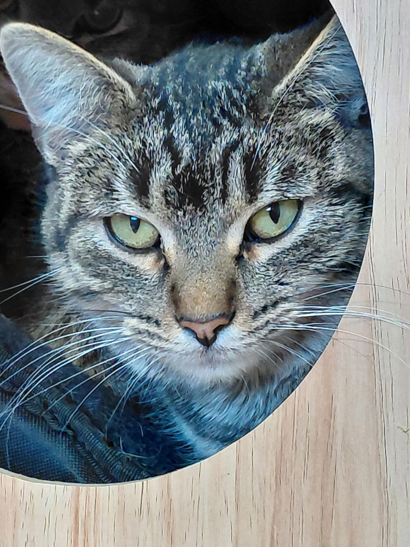 Enlarge Fynlee, a Adoptable mixed breed in Montello, WI image 3/3