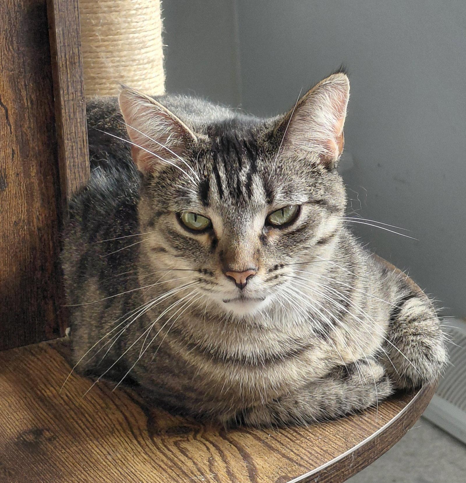 Enlarge Fynlee @ The Cat's Brew, a Adoptable mixed breed in Montello, WI image 3/3