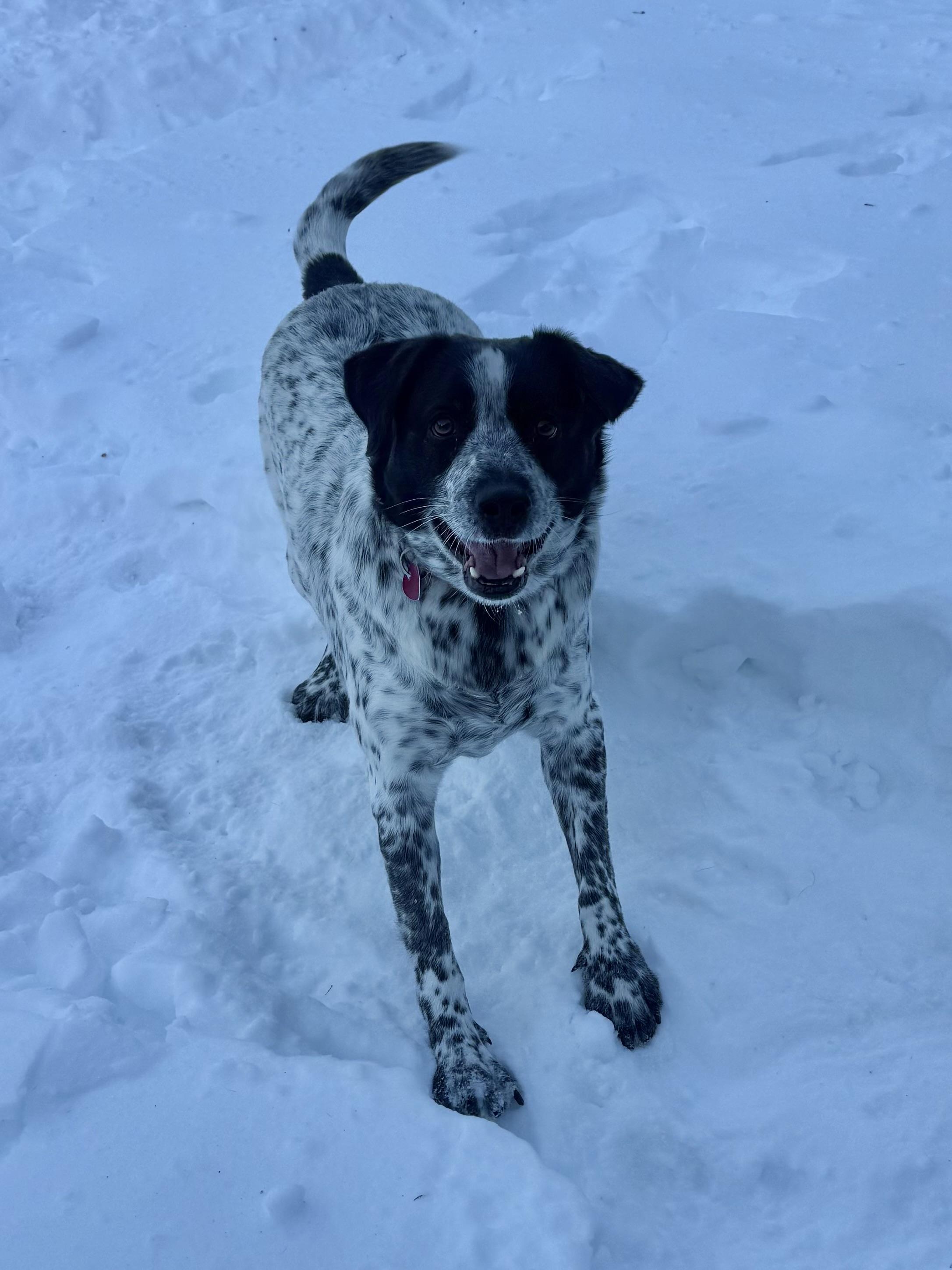 Enlarge Spud , a ADOPTABLE mixed breed in Succasunna, NJ image 1/6