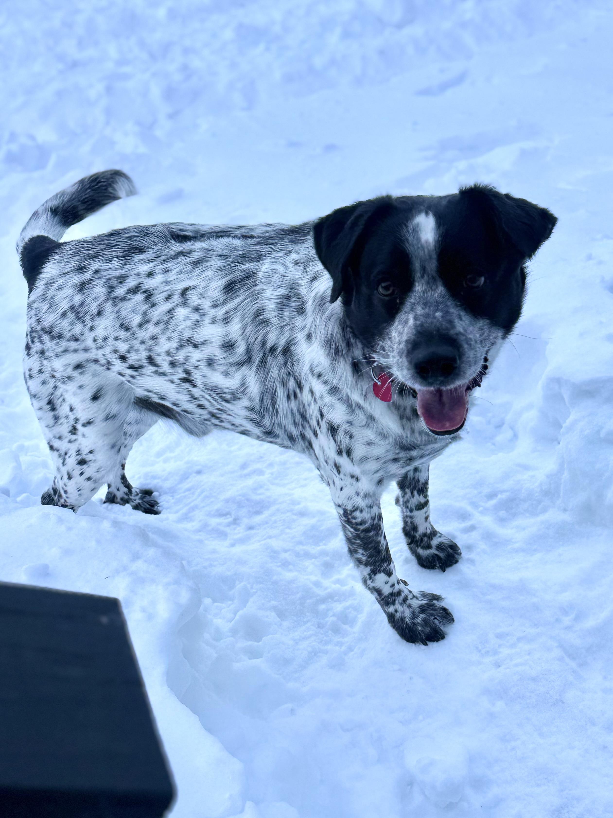 Enlarge Spud , a ADOPTABLE mixed breed in Succasunna, NJ image 2/6