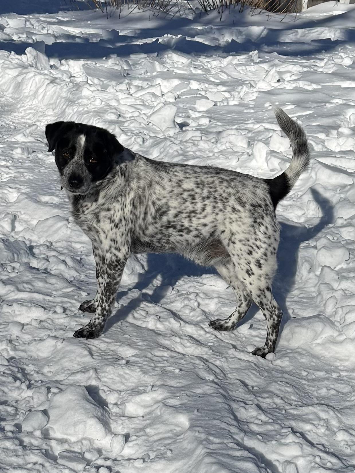 Enlarge Spud , a ADOPTABLE mixed breed in Succasunna, NJ image 6/6