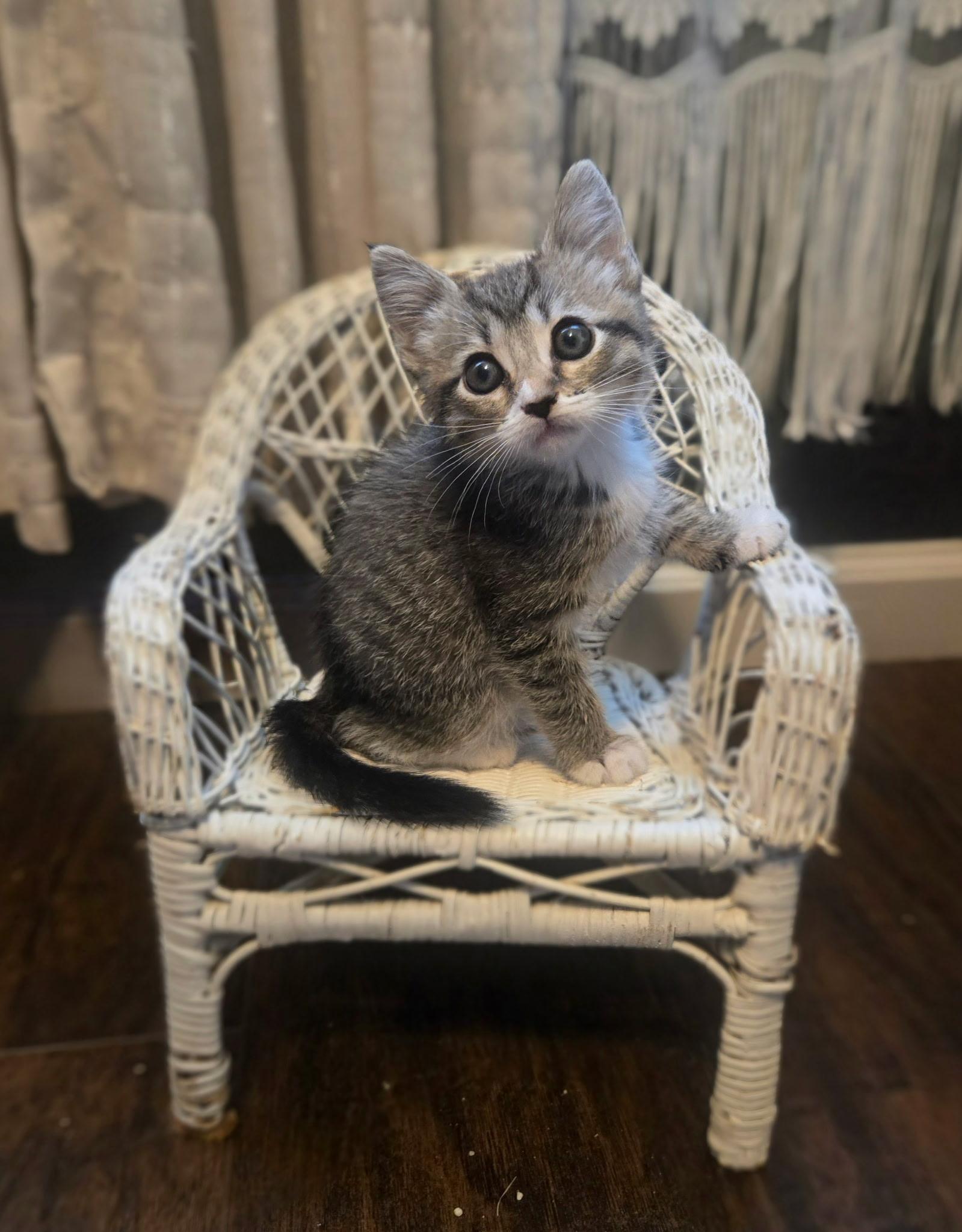 Frankie, ADOPTABLE, Kitten Male Domestic Short Hair.