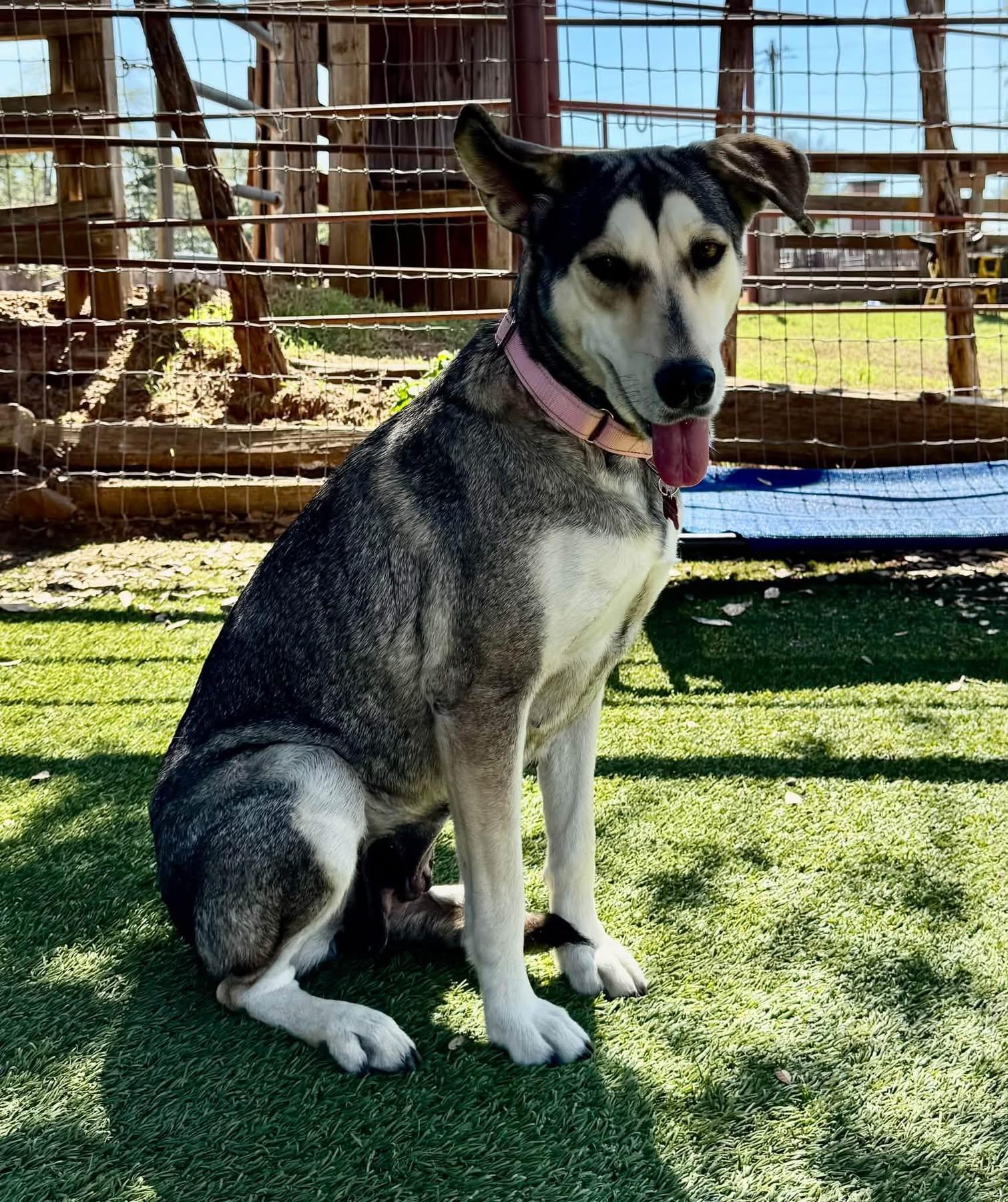 Enlarge Beauty, a Adoptable mixed breed in Southlake, TX image 2/6