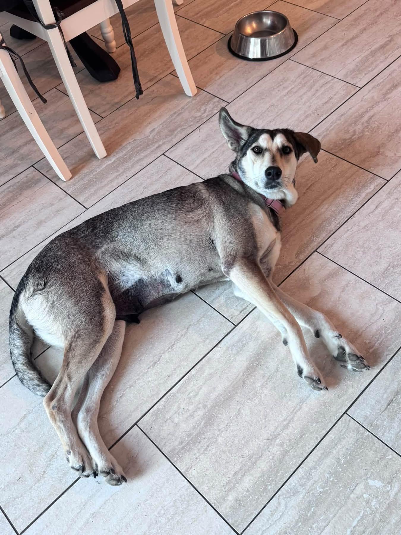 Enlarge Beauty, a Adoptable mixed breed in Southlake, TX image 3/6