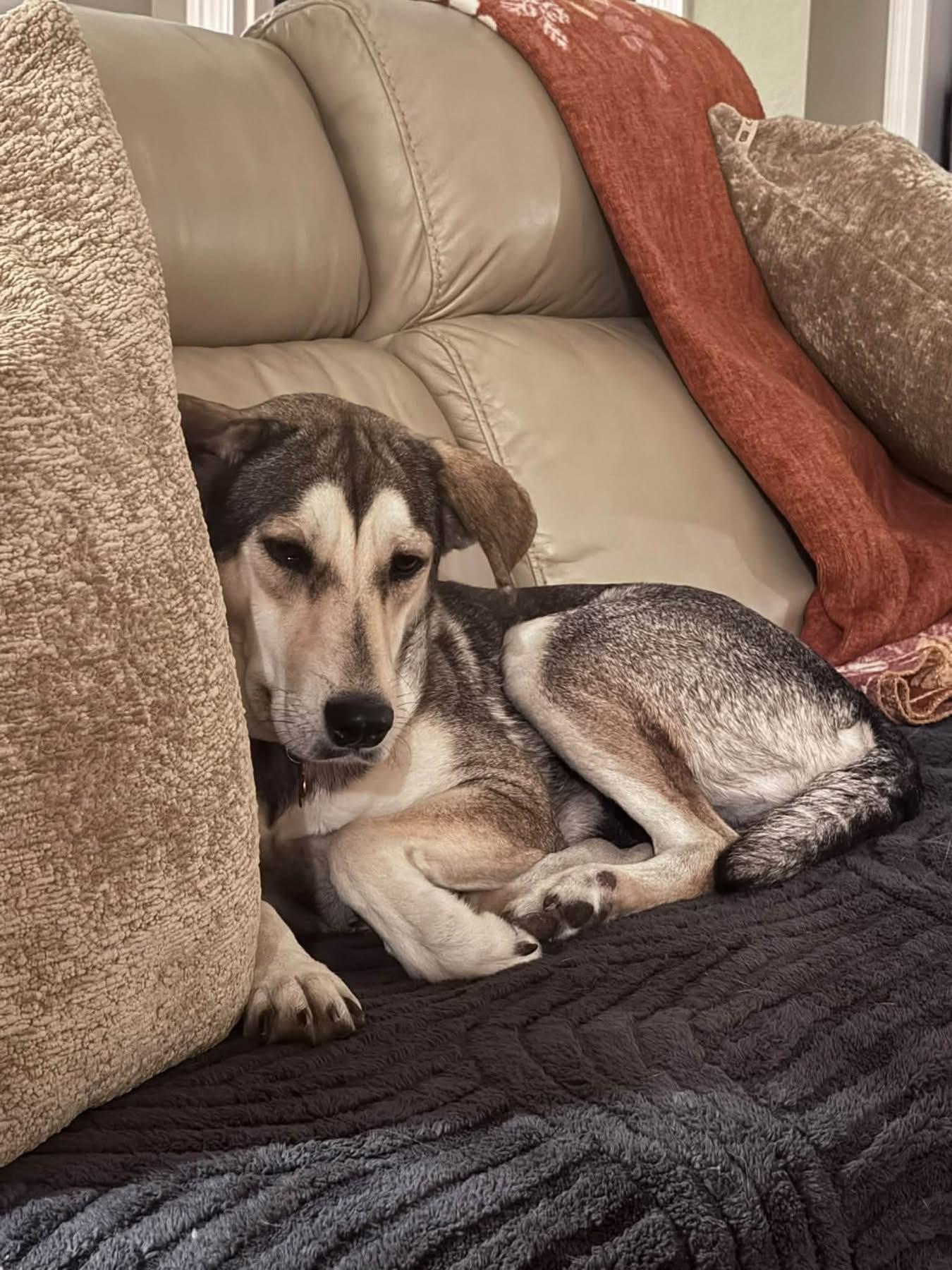 Enlarge Beauty, a Adoptable mixed breed in Southlake, TX image 5/6