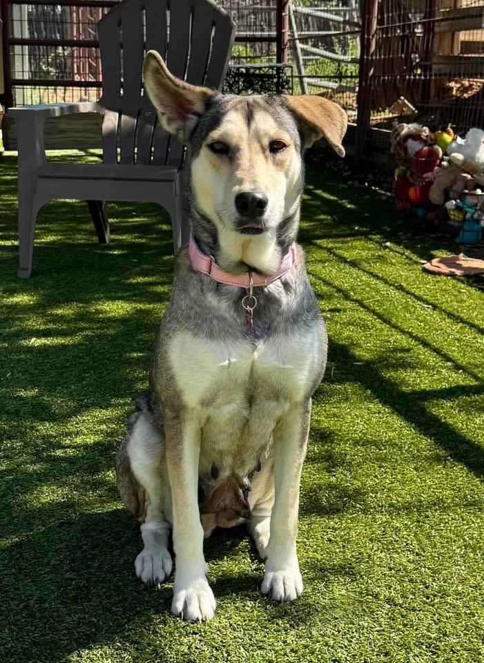 Beauty, Adoptable, Adult Female Husky.