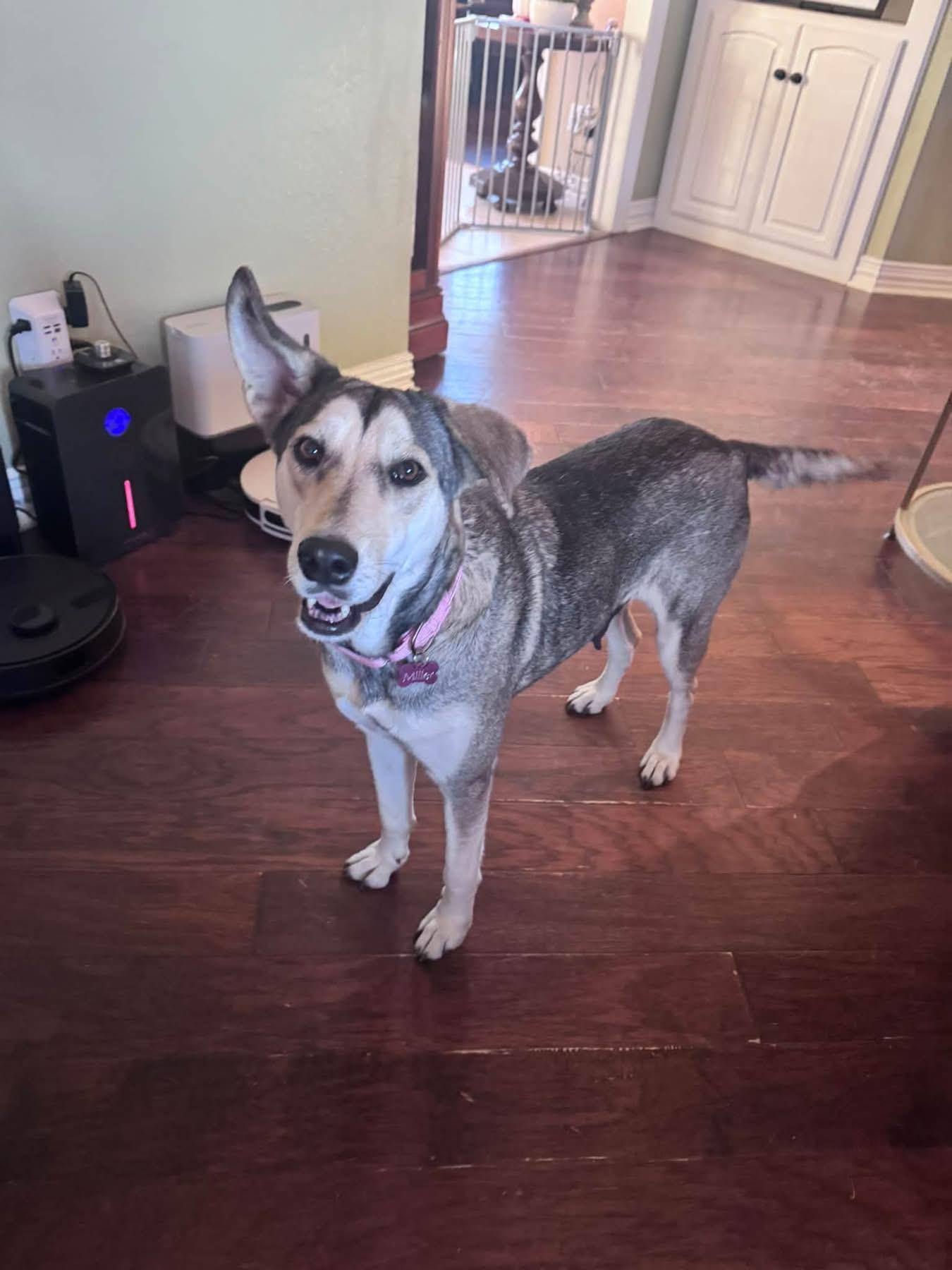 Enlarge Beauty, a Adoptable mixed breed in Southlake, TX image 6/6