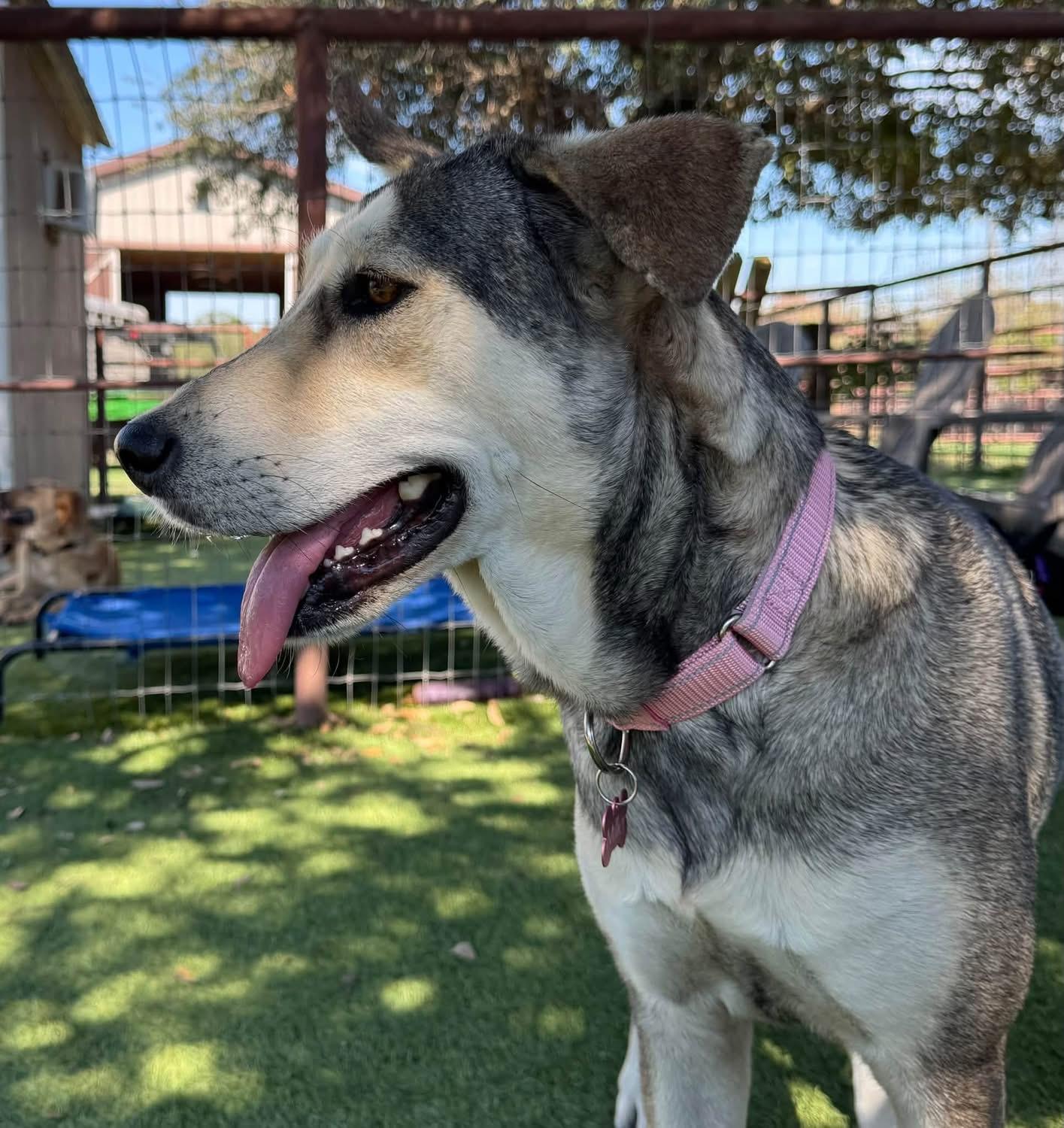 Enlarge Beauty, a Adoptable mixed breed in Southlake, TX image 4/6