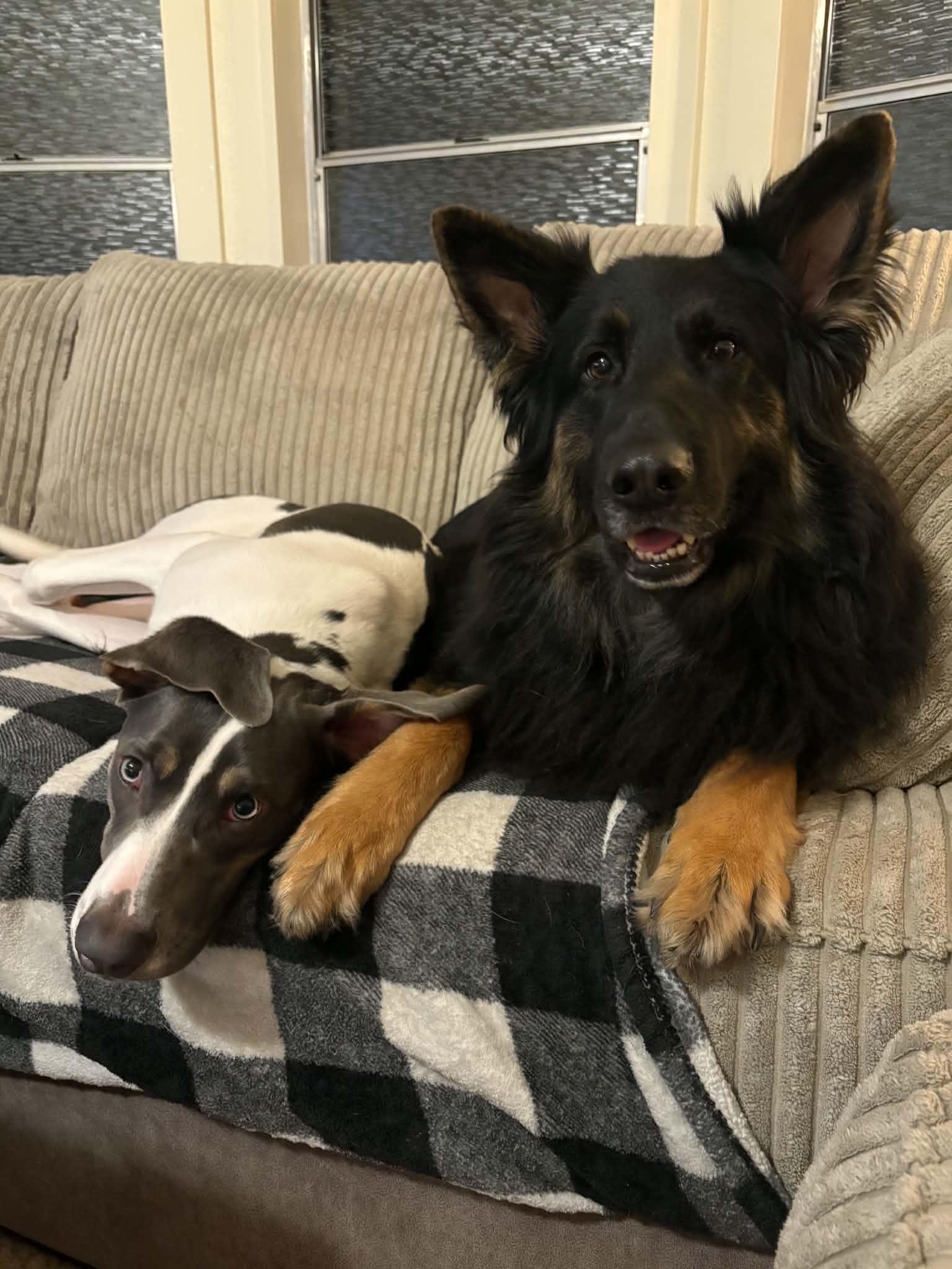 Bear, Adoptable, Adult Male German Shepherd Dog.