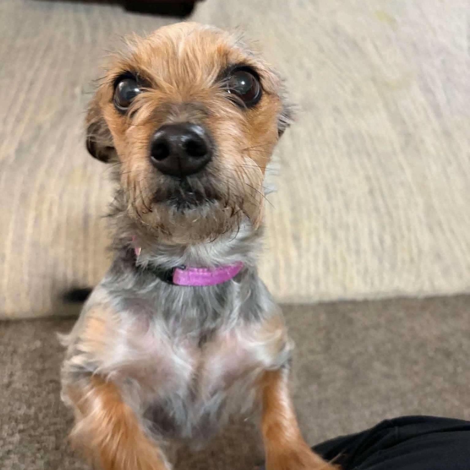 Hazel, Adoptable, Senior Female Yorkshire Terrier.