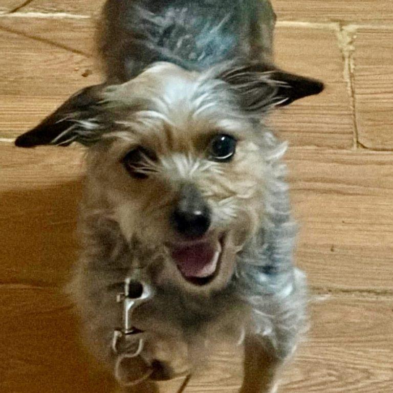 Hazel, a Adoptable Yorkshire Terrier in Greensboro, NC image 2/3