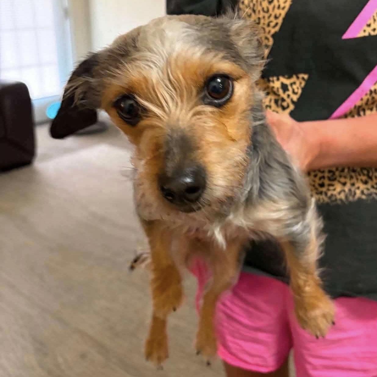 Hazel, a Adoptable Yorkshire Terrier in Greensboro, NC image 3/3