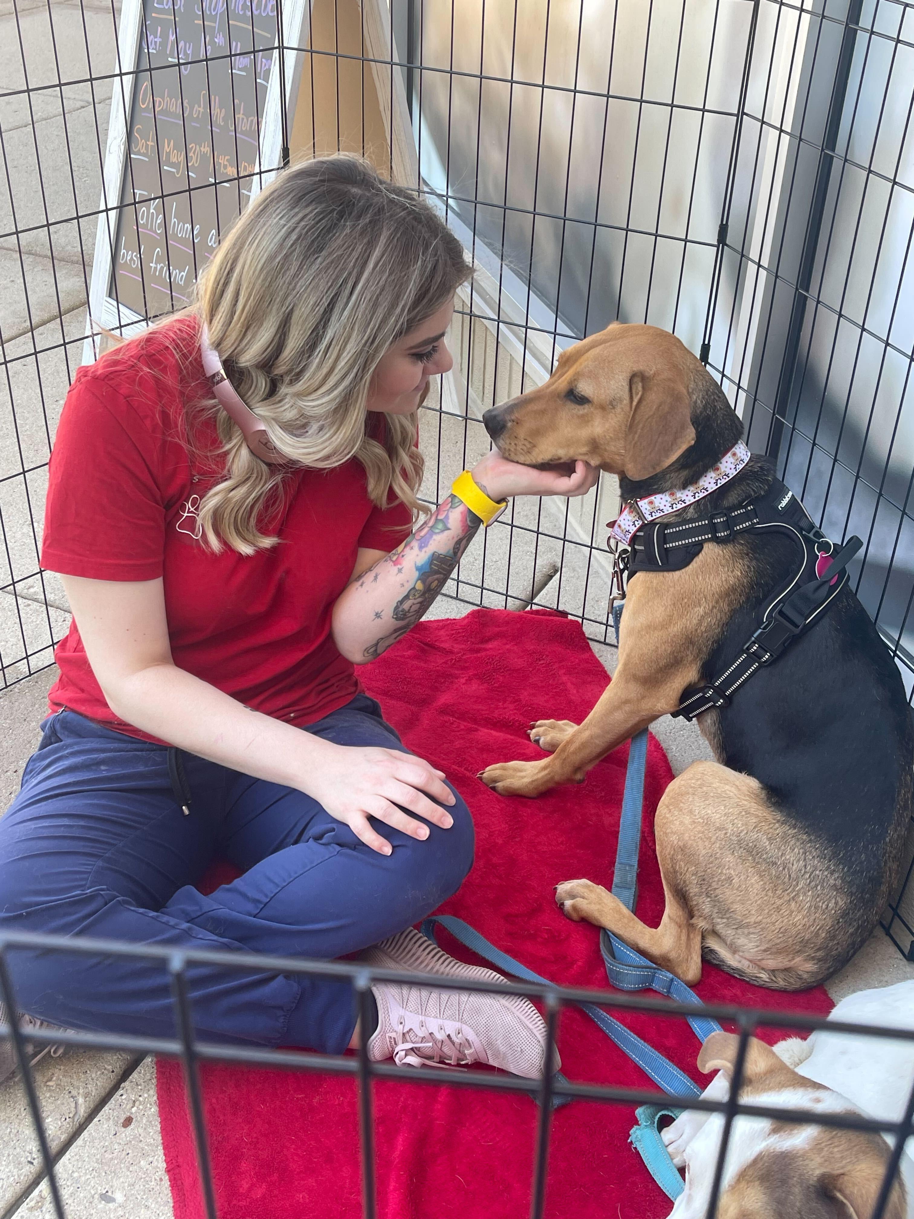 Patty, a Adoptable mixed breed in Addison, IL image 3/3