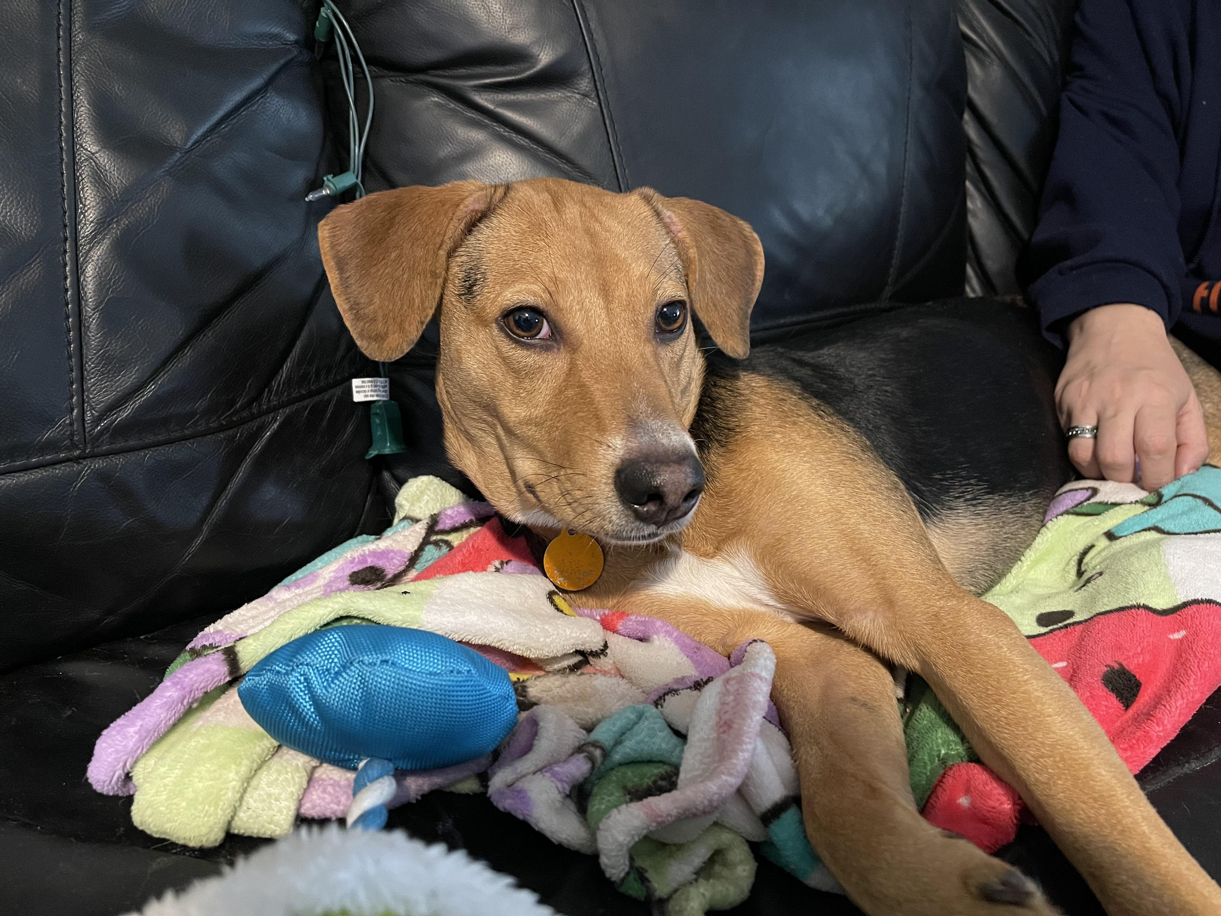 Patty, a Adoptable mixed breed in Addison, IL image 2/3