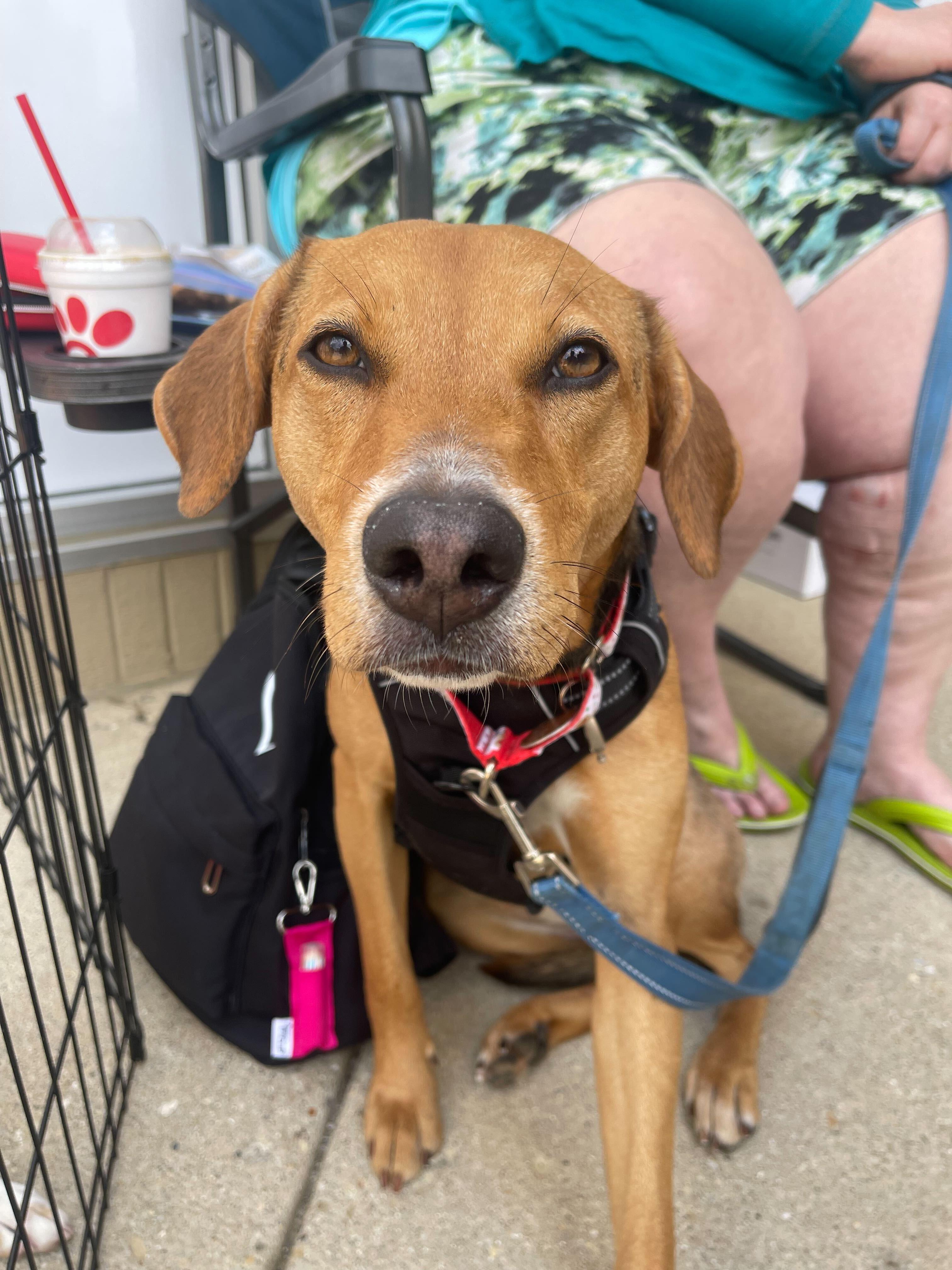 Patty, Adoptable, Young Female Labrador Retriever.