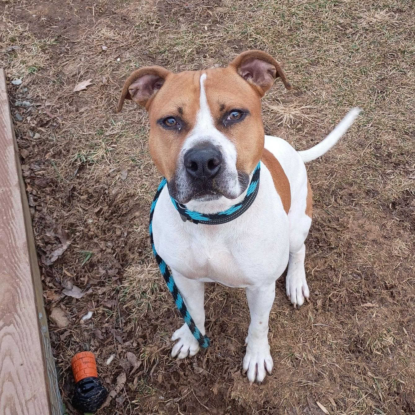 Jim, Adoptable, Young Male Pit Bull Terrier.