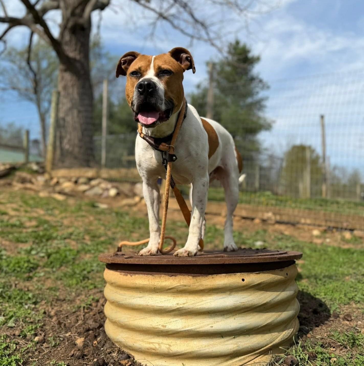 Enlarge Jim, a Adoptable mixed breed in Phoenixville, PA image 1/6