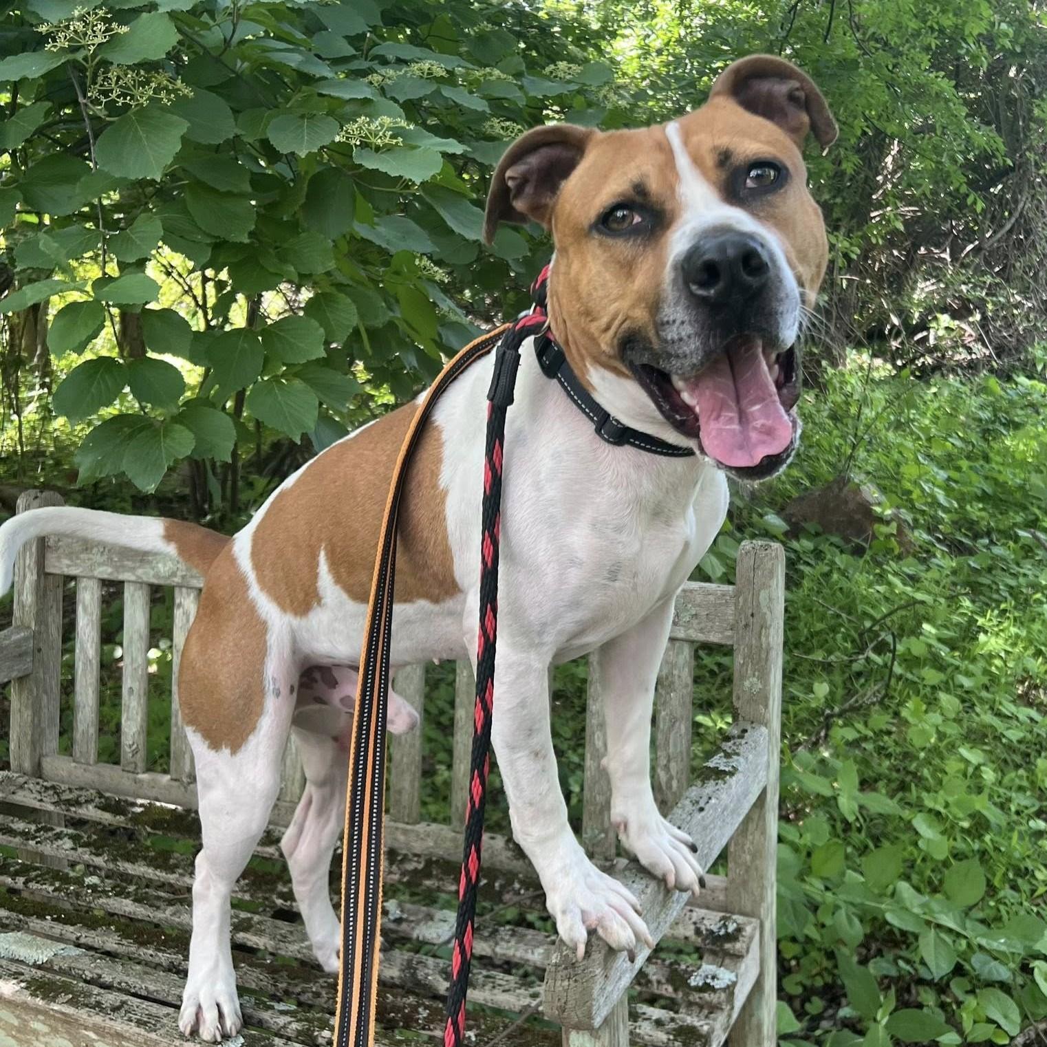 Jim, Adoptable, Young Male Pit Bull Terrier.