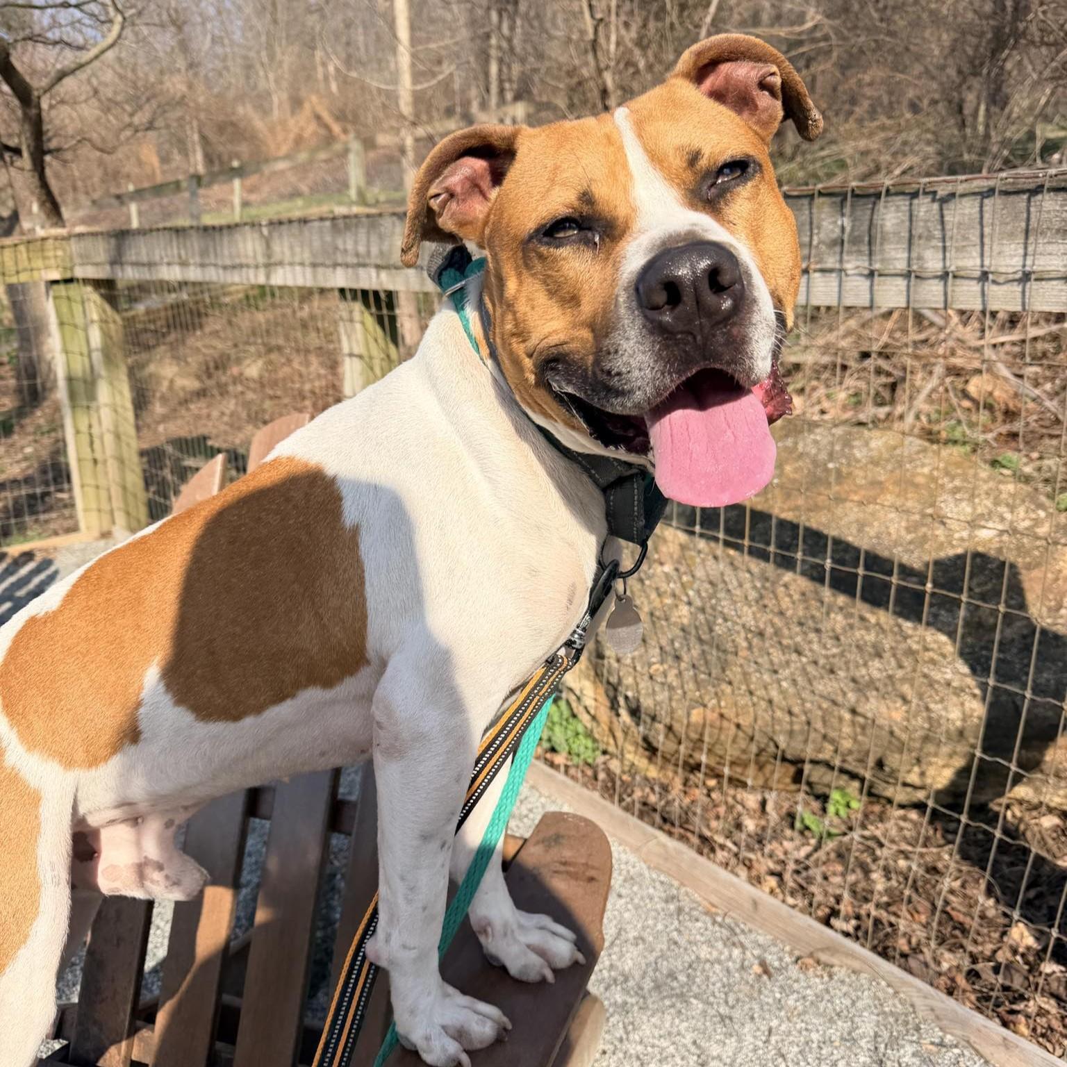Enlarge Jim, a Adoptable mixed breed in Phoenixville, PA image 1/6