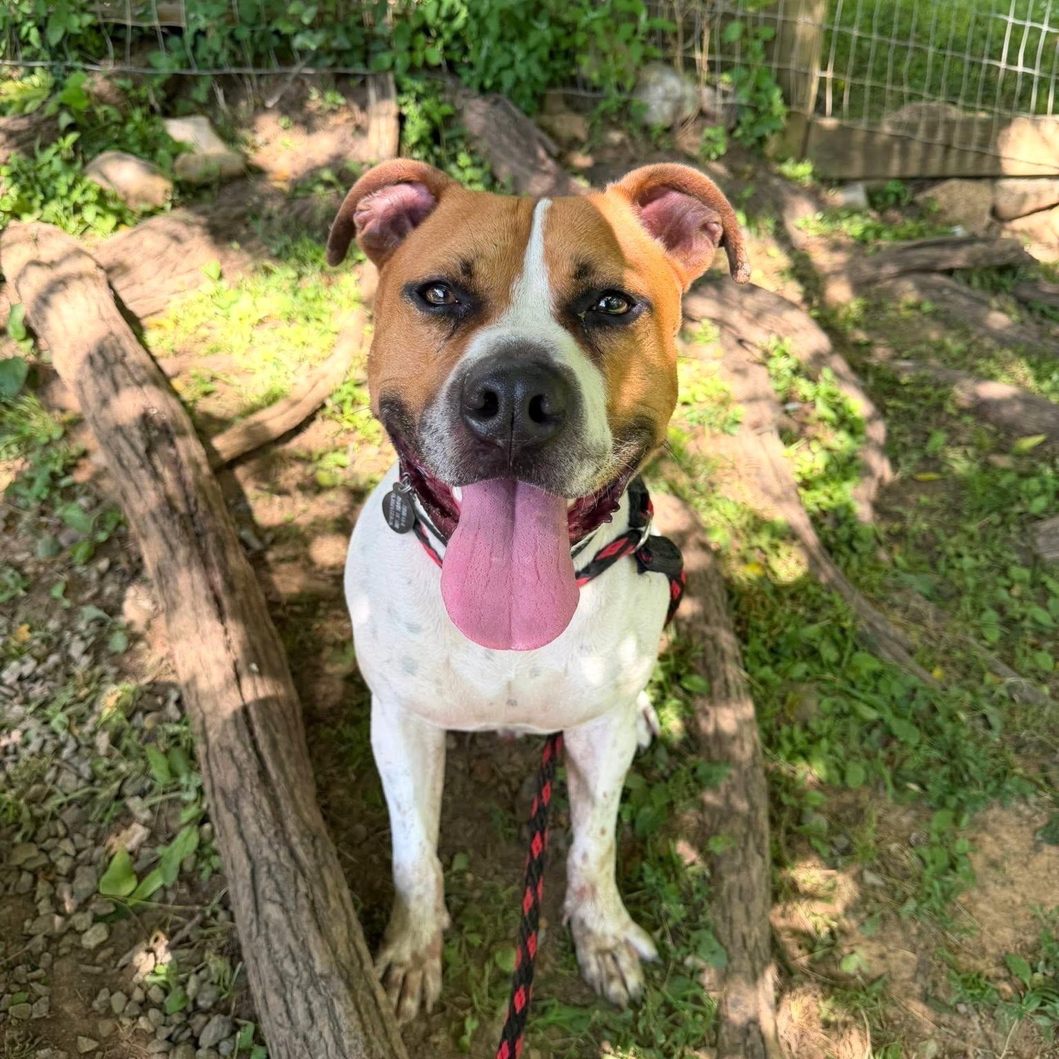 Jim, Adoptable, Young Male Pit Bull Terrier.