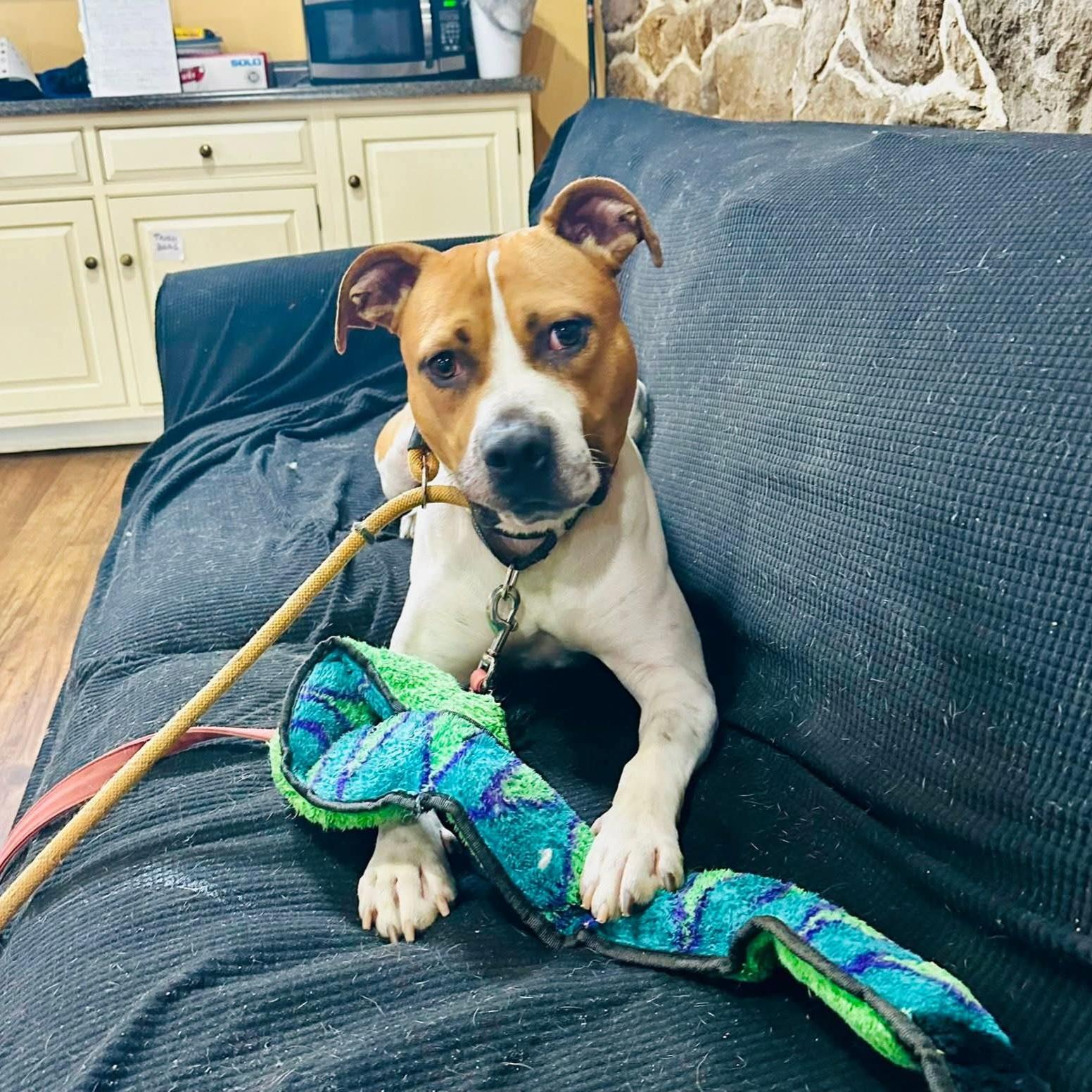 Enlarge Jim, a Adoptable mixed breed in Phoenixville, PA image 4/6