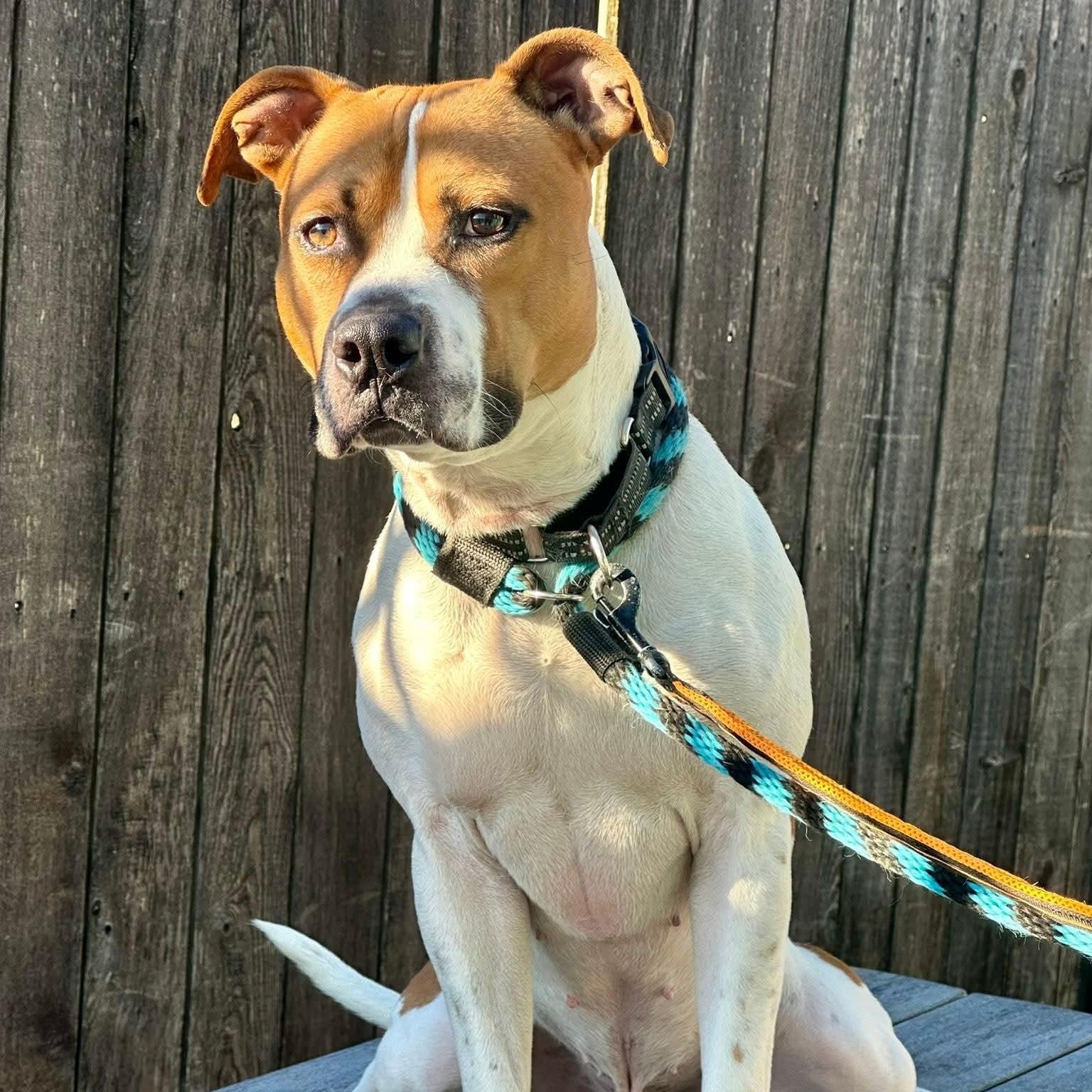 Enlarge Jim, a Adoptable mixed breed in Phoenixville, PA image 3/6