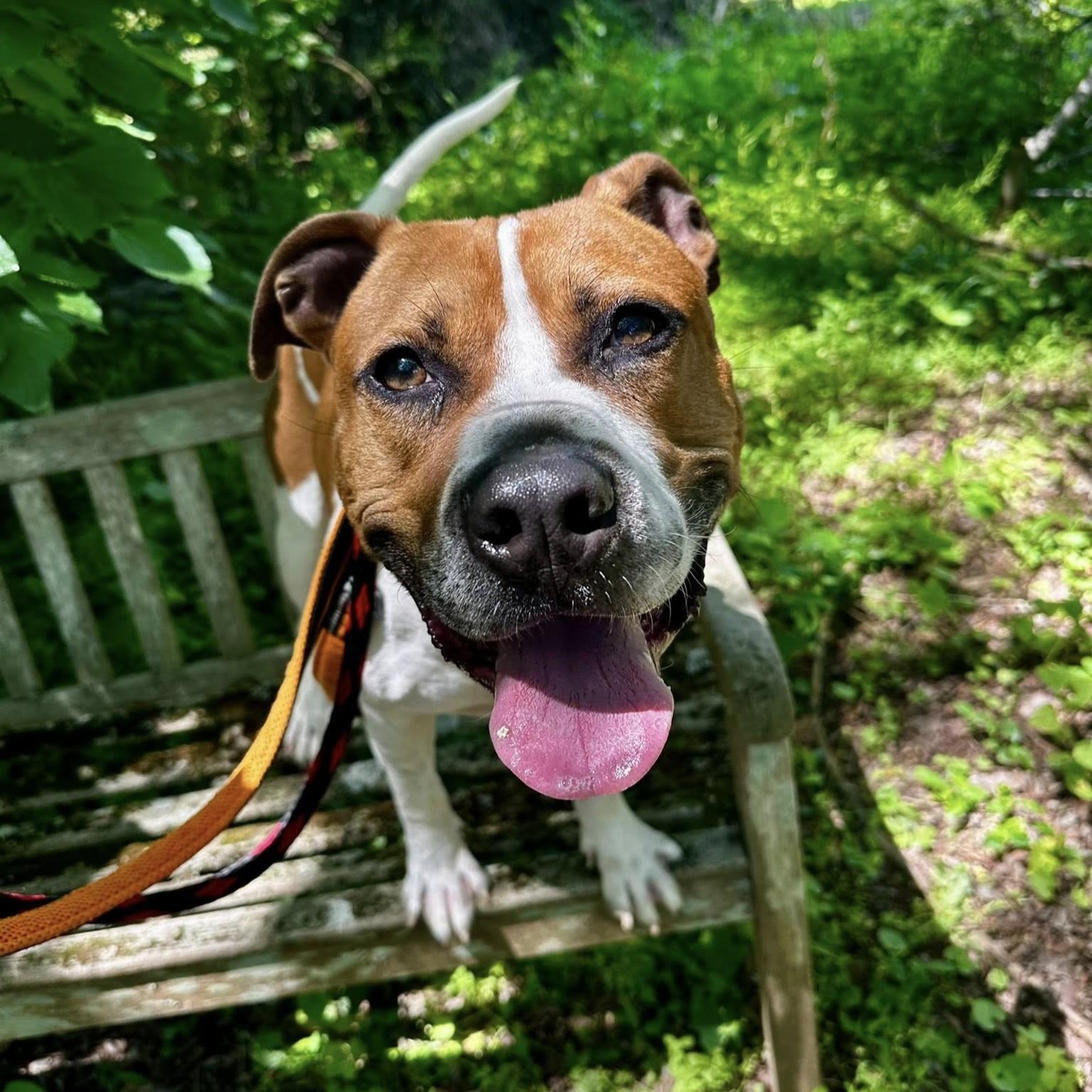 Enlarge Jim, a Adoptable mixed breed in Phoenixville, PA image 2/6