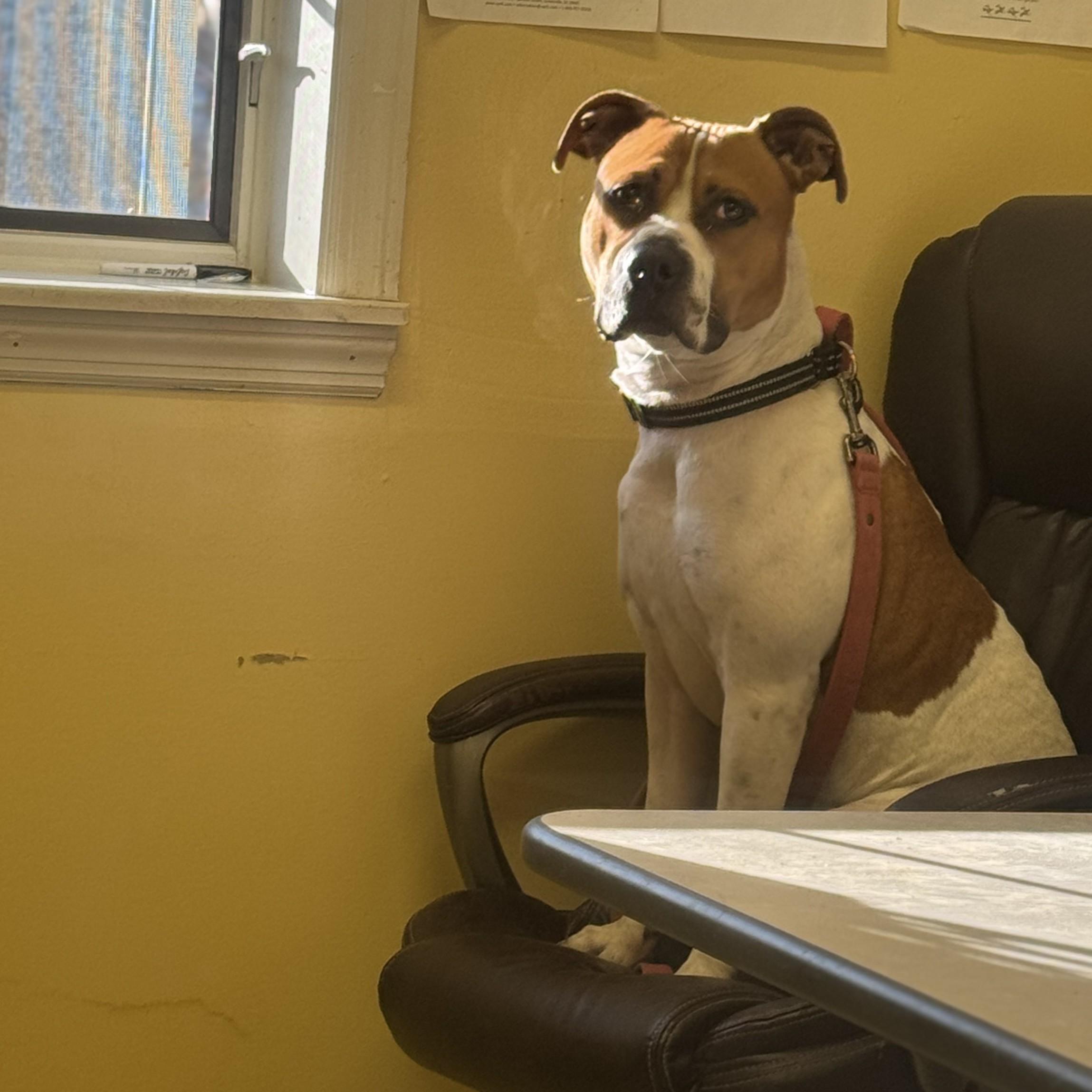 Enlarge Jim, a Adoptable mixed breed in Phoenixville, PA image 6/6