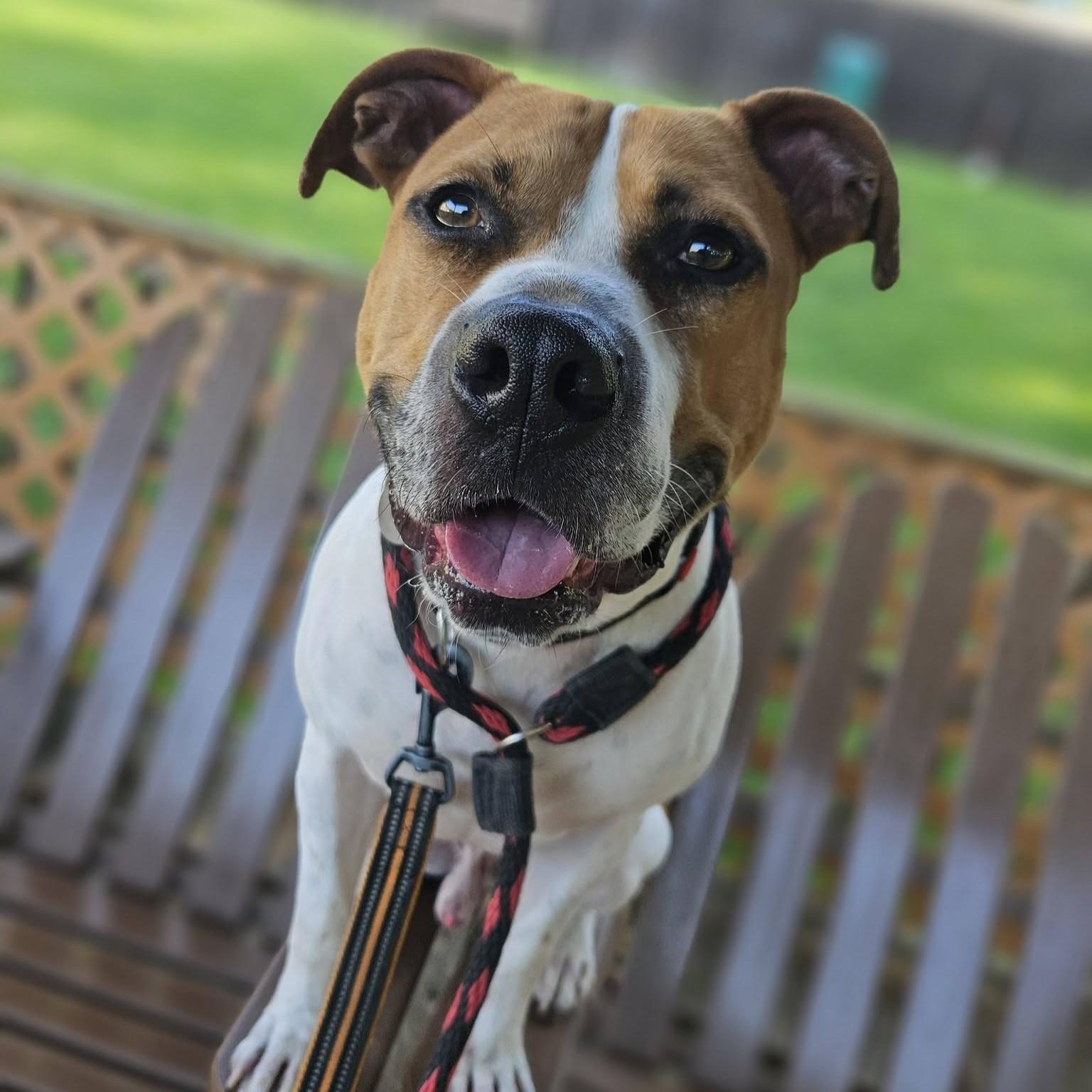 Enlarge Jim, a Adoptable mixed breed in Phoenixville, PA image 3/6