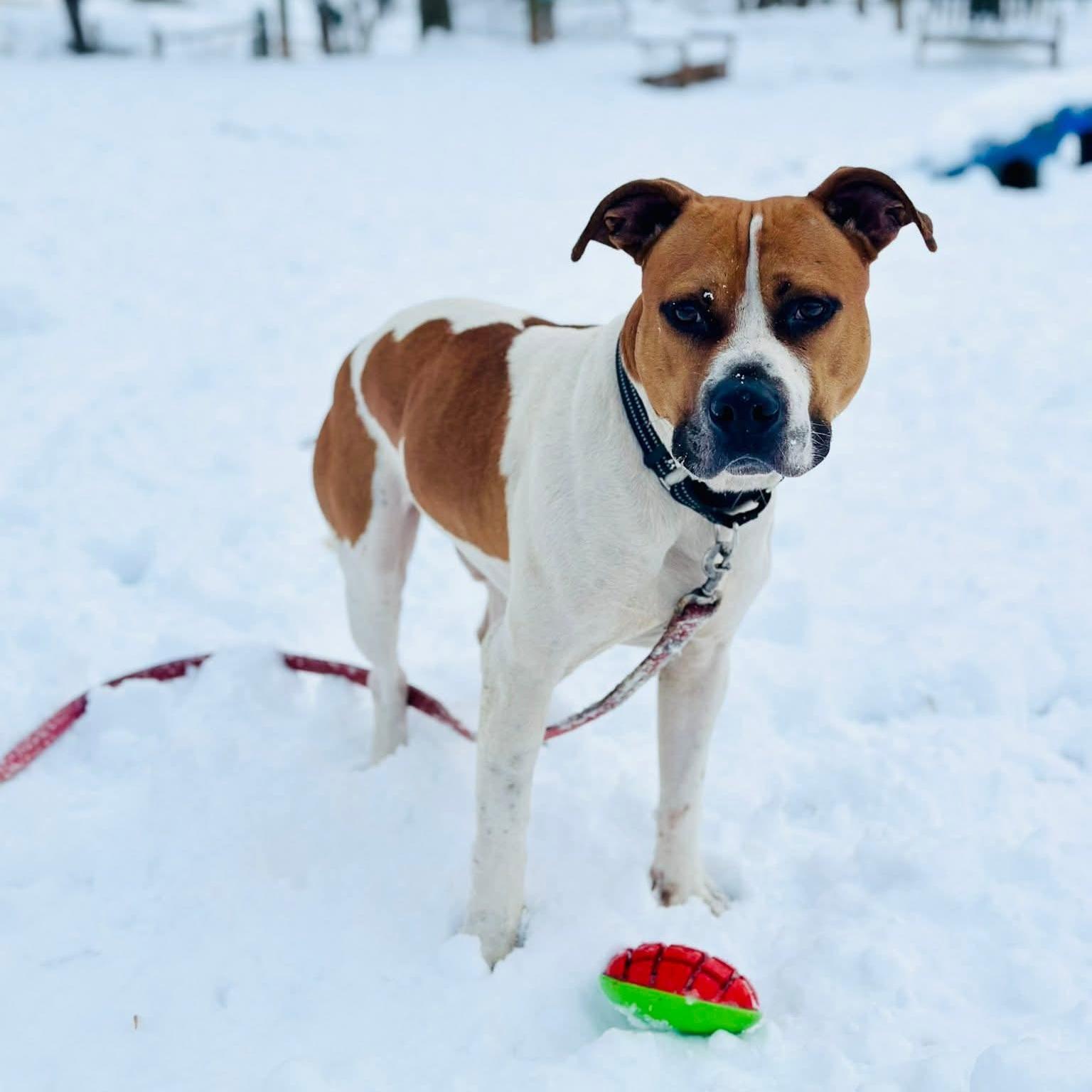 Enlarge Jim, a Adoptable mixed breed in Phoenixville, PA image 2/6