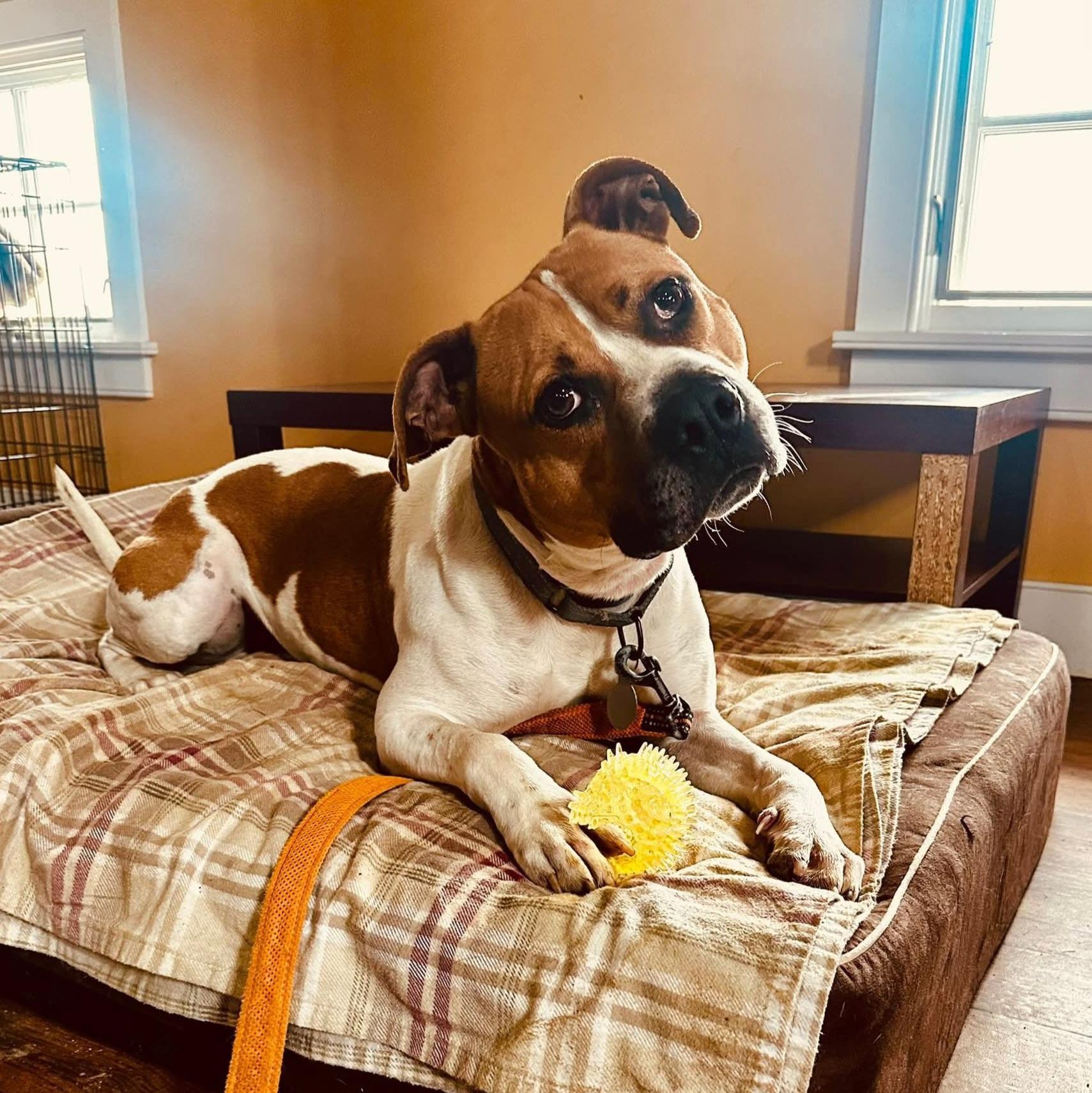 Enlarge Jim, a Adoptable mixed breed in Phoenixville, PA image 2/6