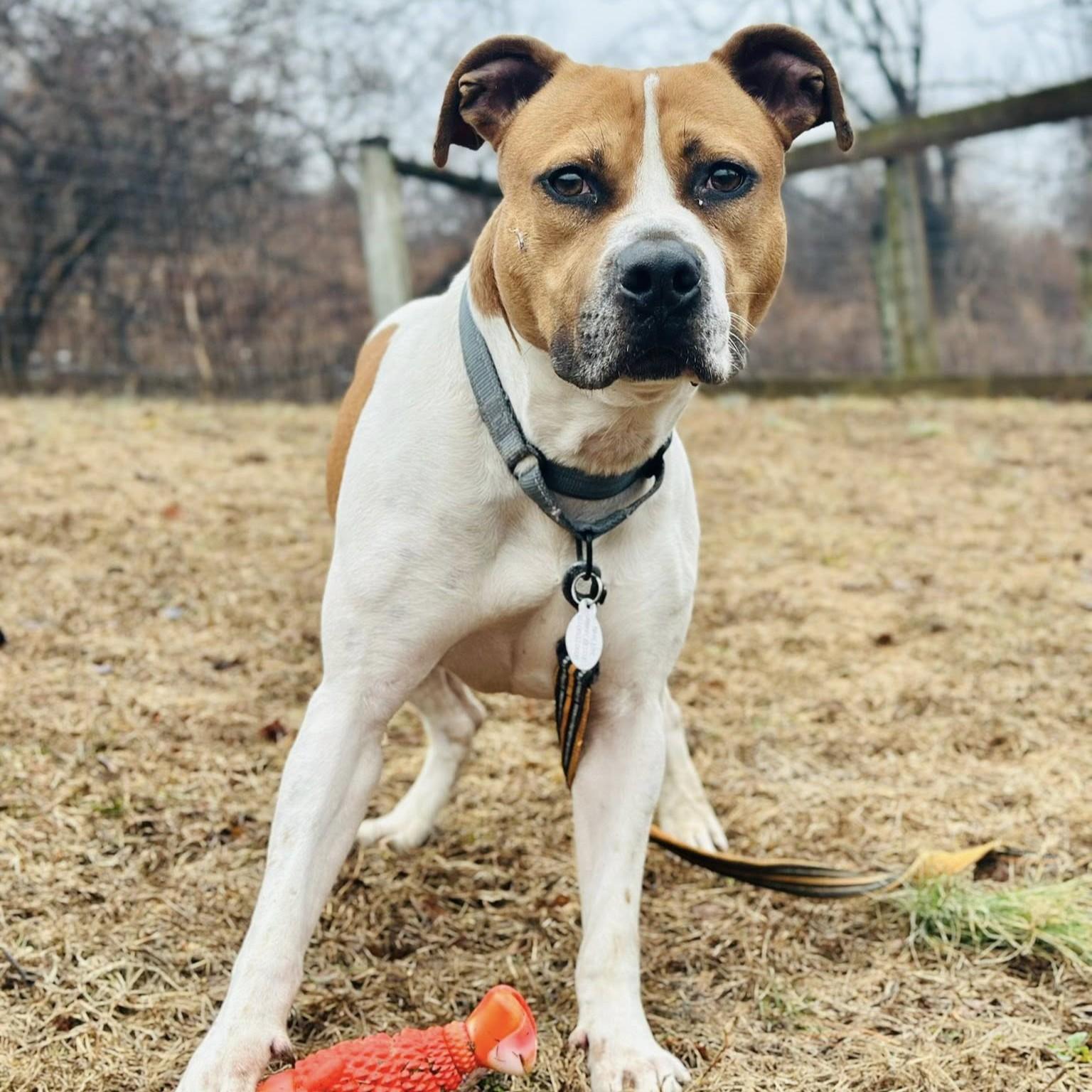 Enlarge Jim, a Adoptable mixed breed in Phoenixville, PA image 3/6