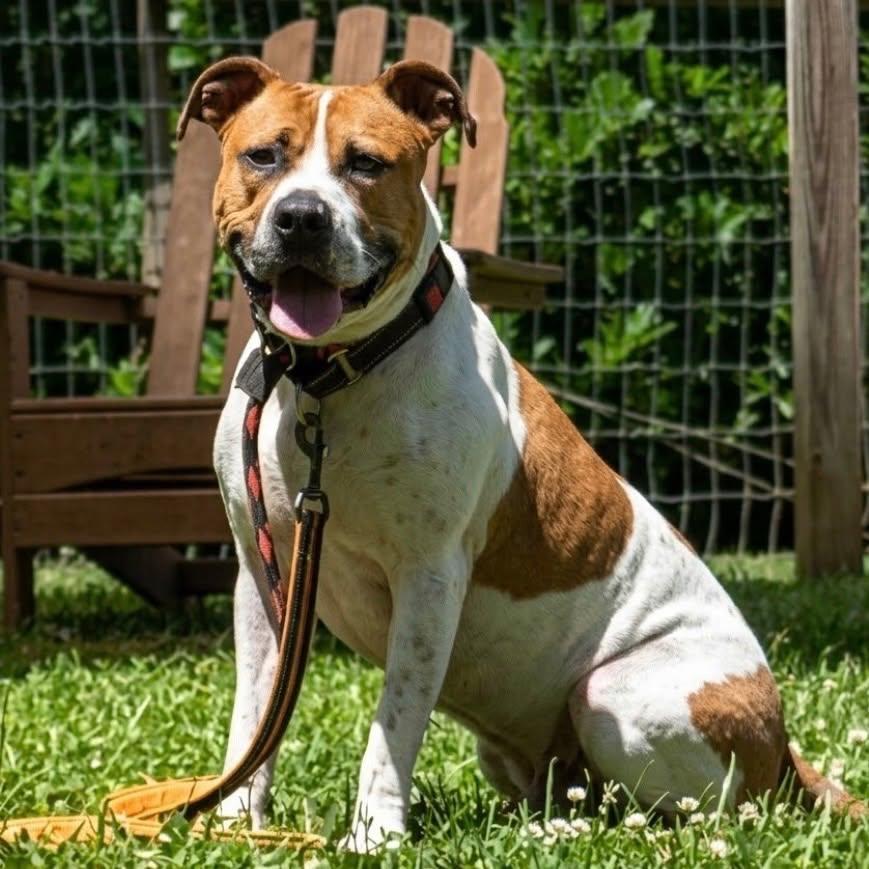 Jim, a Adoptable mixed breed in Phoenixville, PA image 2/6