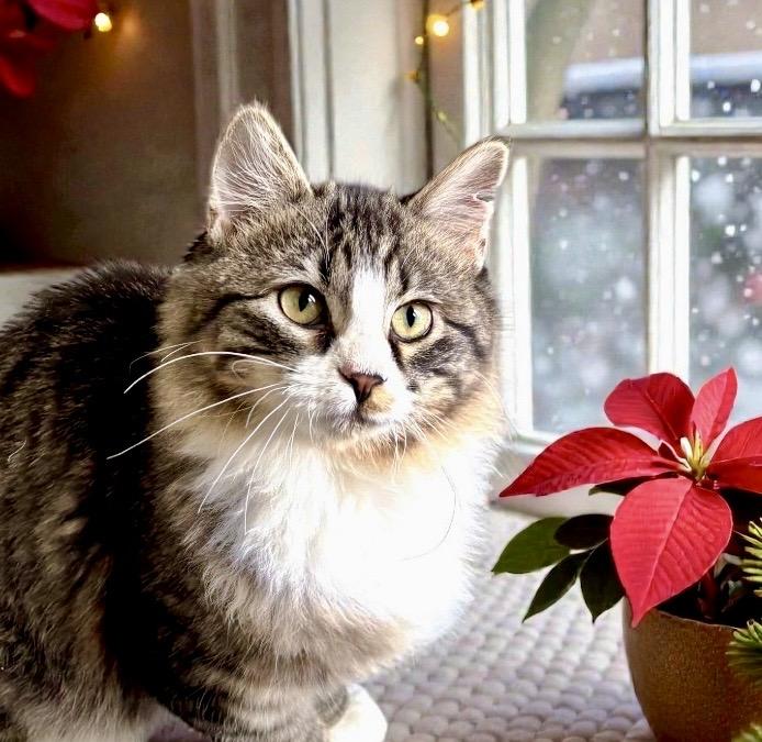 Enlarge Otter KITTEN, a ADOPTABLE Domestic Medium Hair in Perry, IA image 4/5